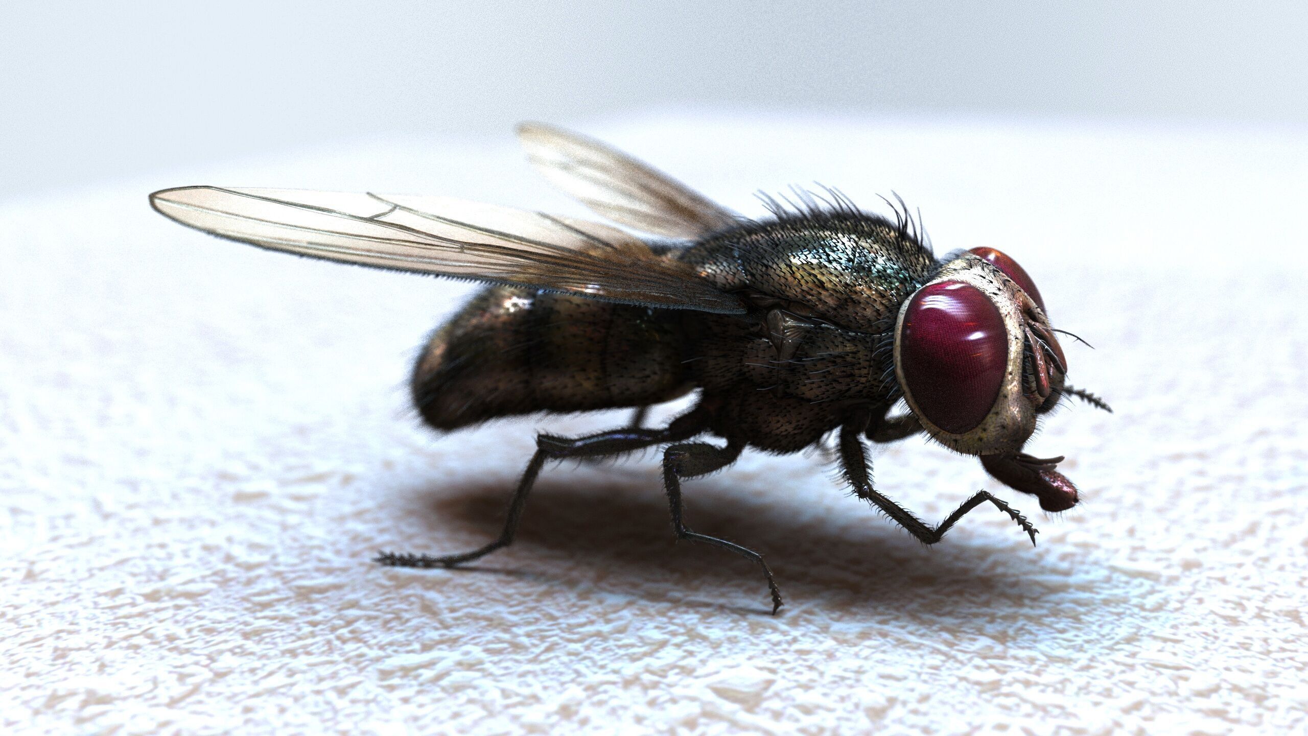 Fly ANIMATED XGEN CORE 3D model_2