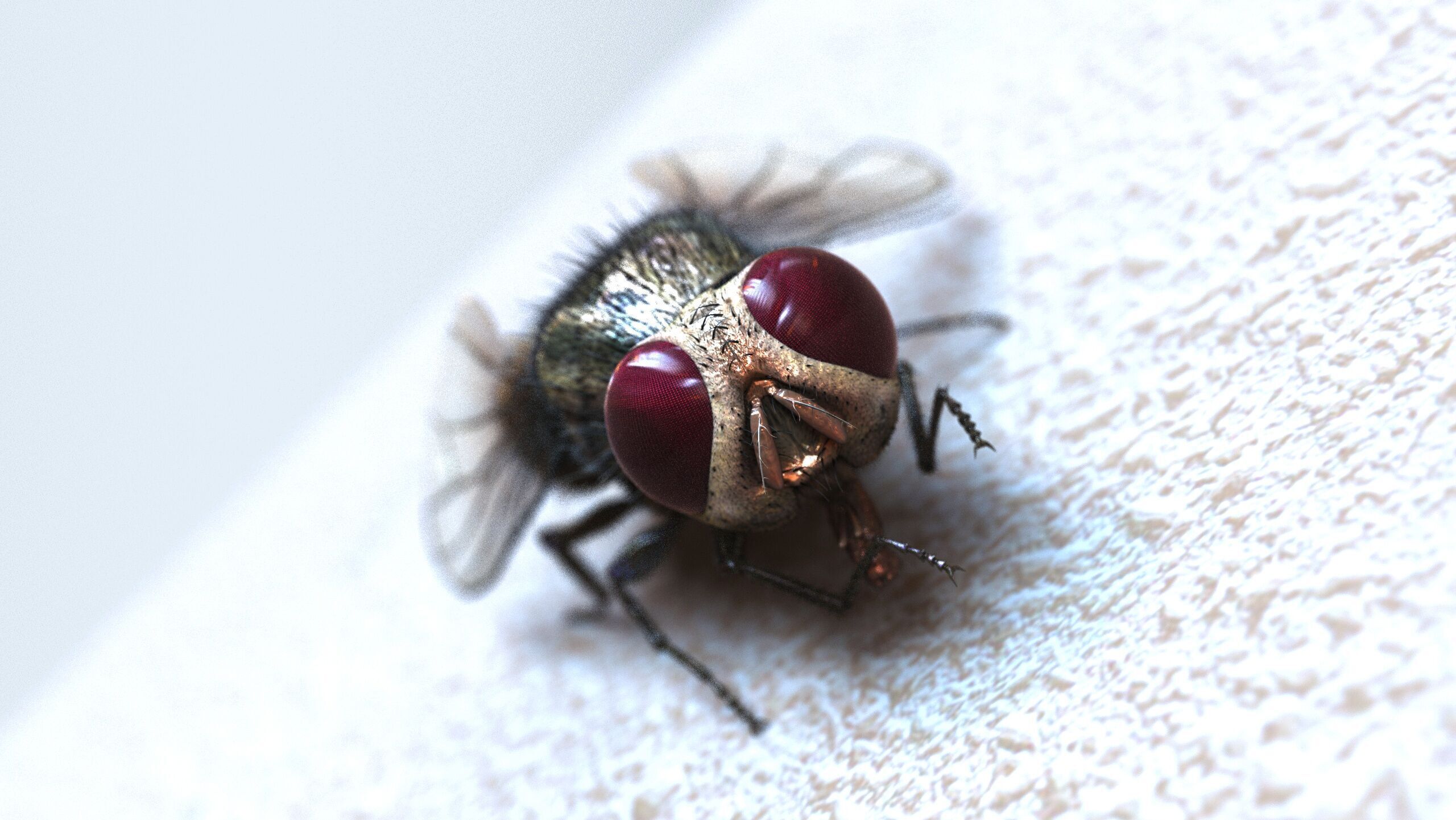 Fly ANIMATED XGEN CORE 3D model_4