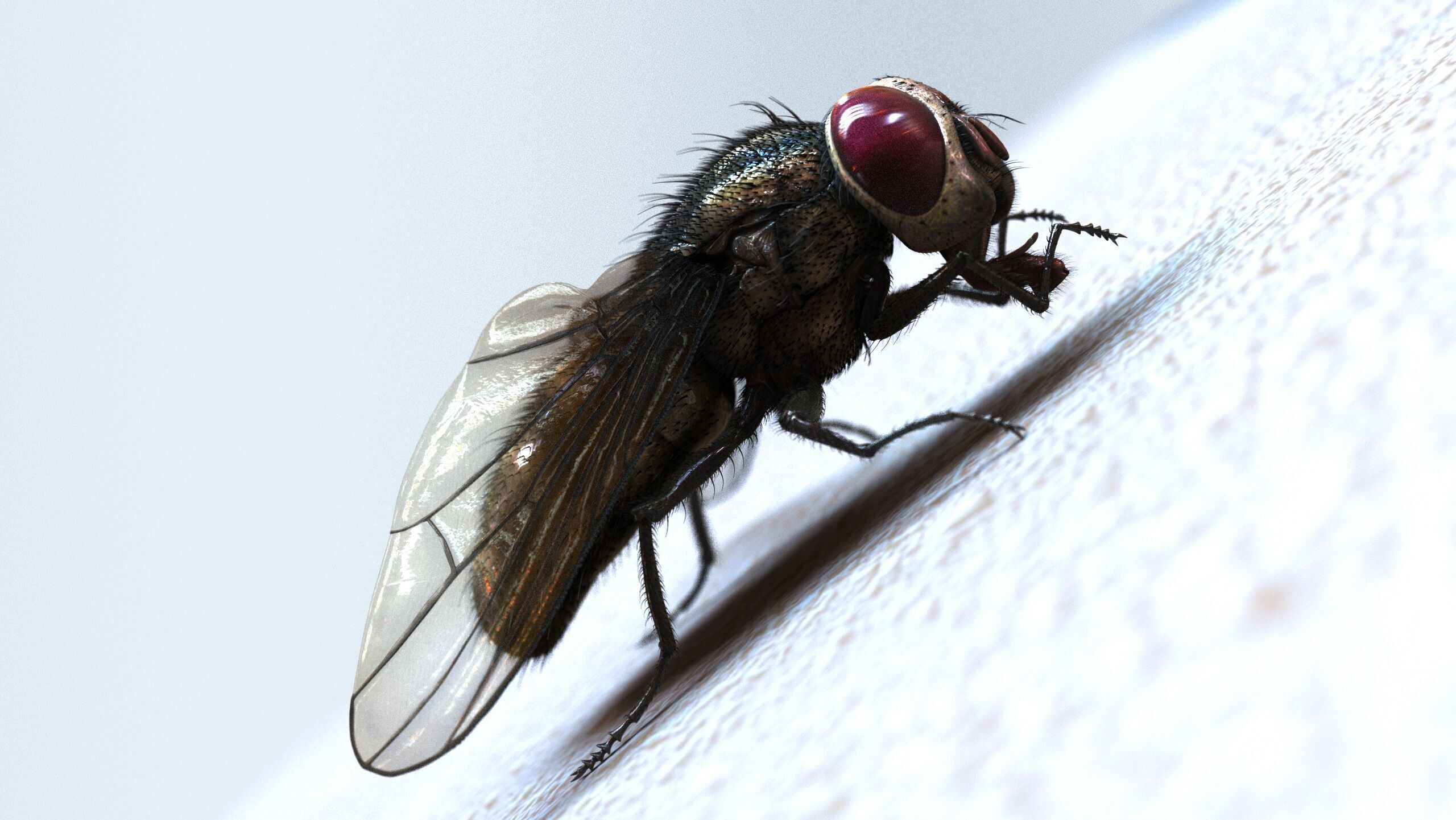 Fly ANIMATED XGEN CORE 3D model_1