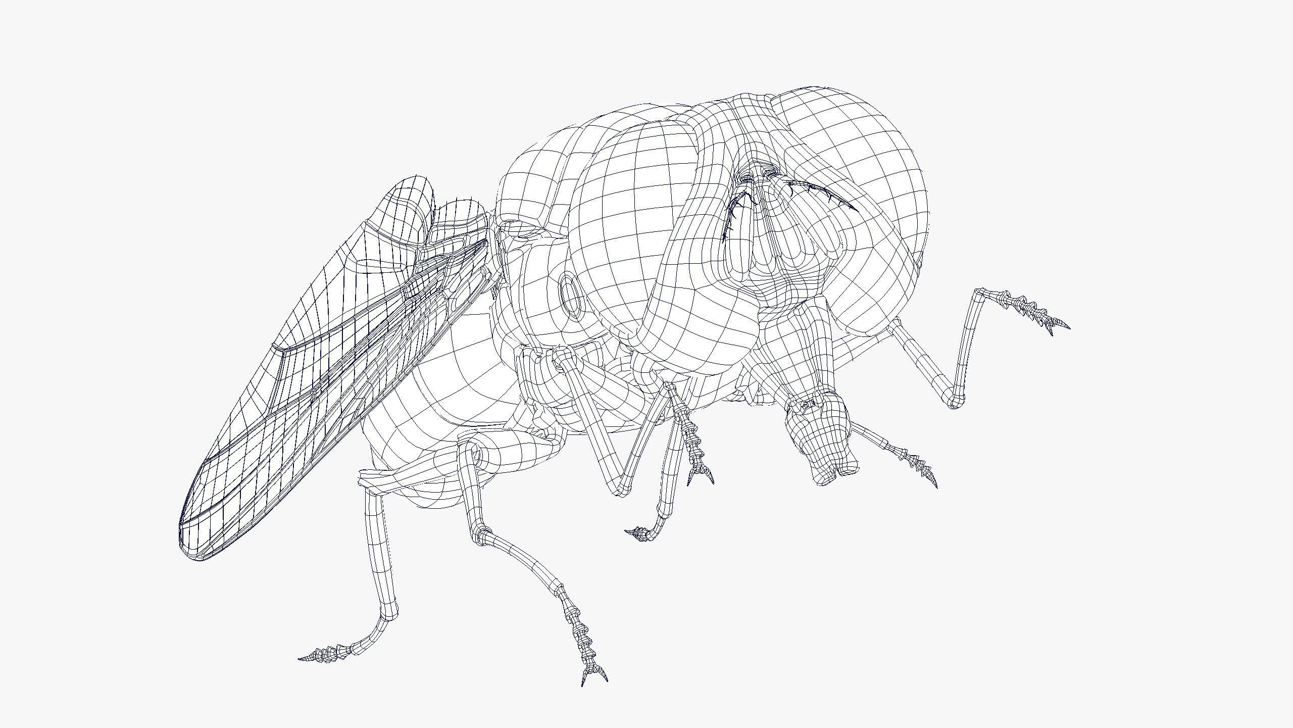 Fly ANIMATED XGEN CORE 3D model_8