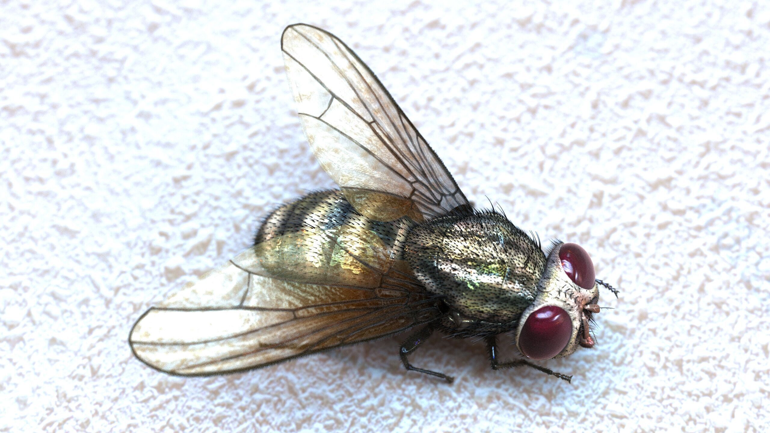 Fly ANIMATED XGEN CORE 3D model_3