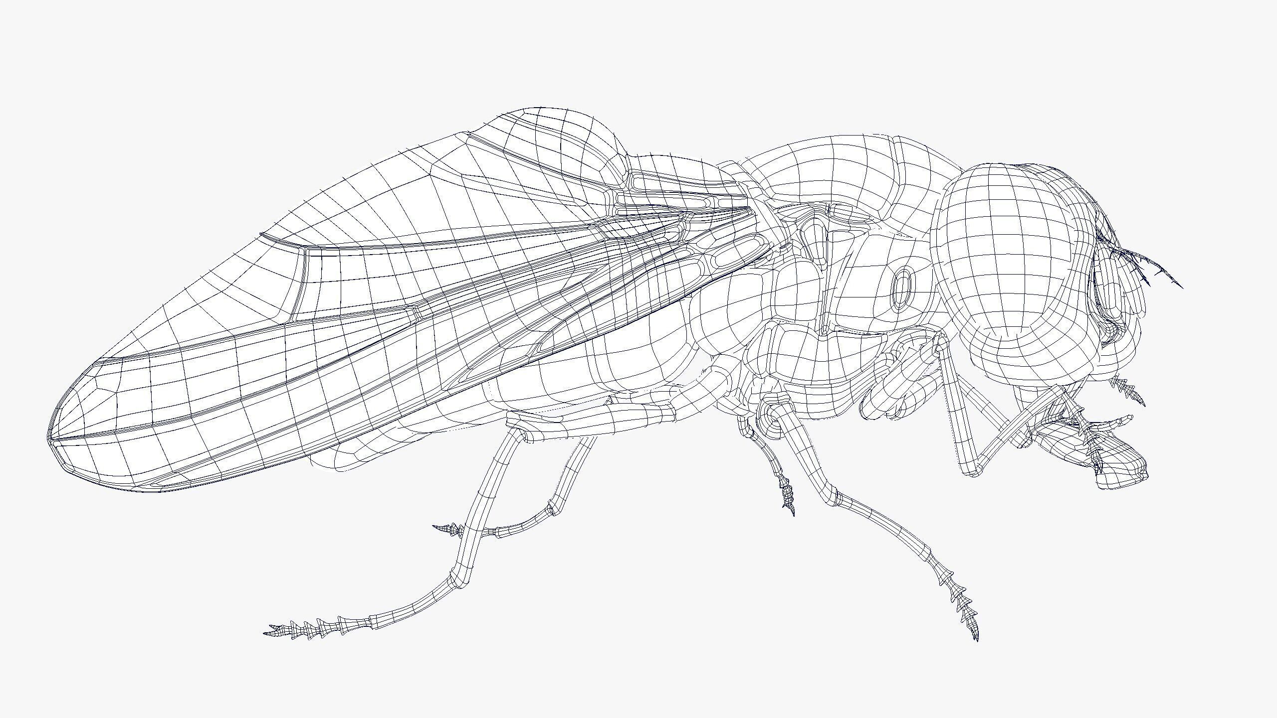 Fly ANIMATED XGEN CORE 3D model_7