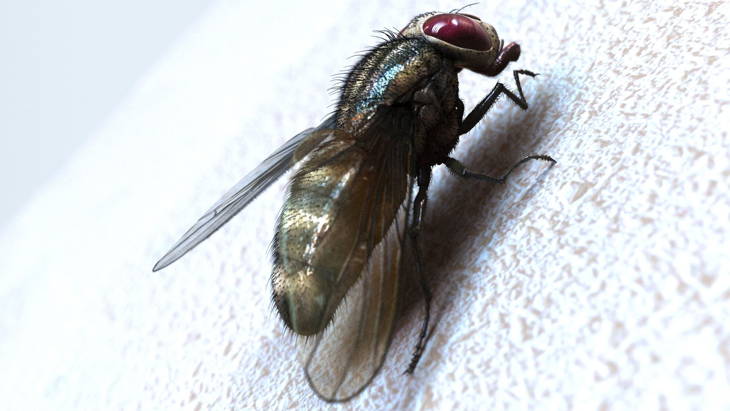 Fly ANIMATED XGEN CORE 3D model_5