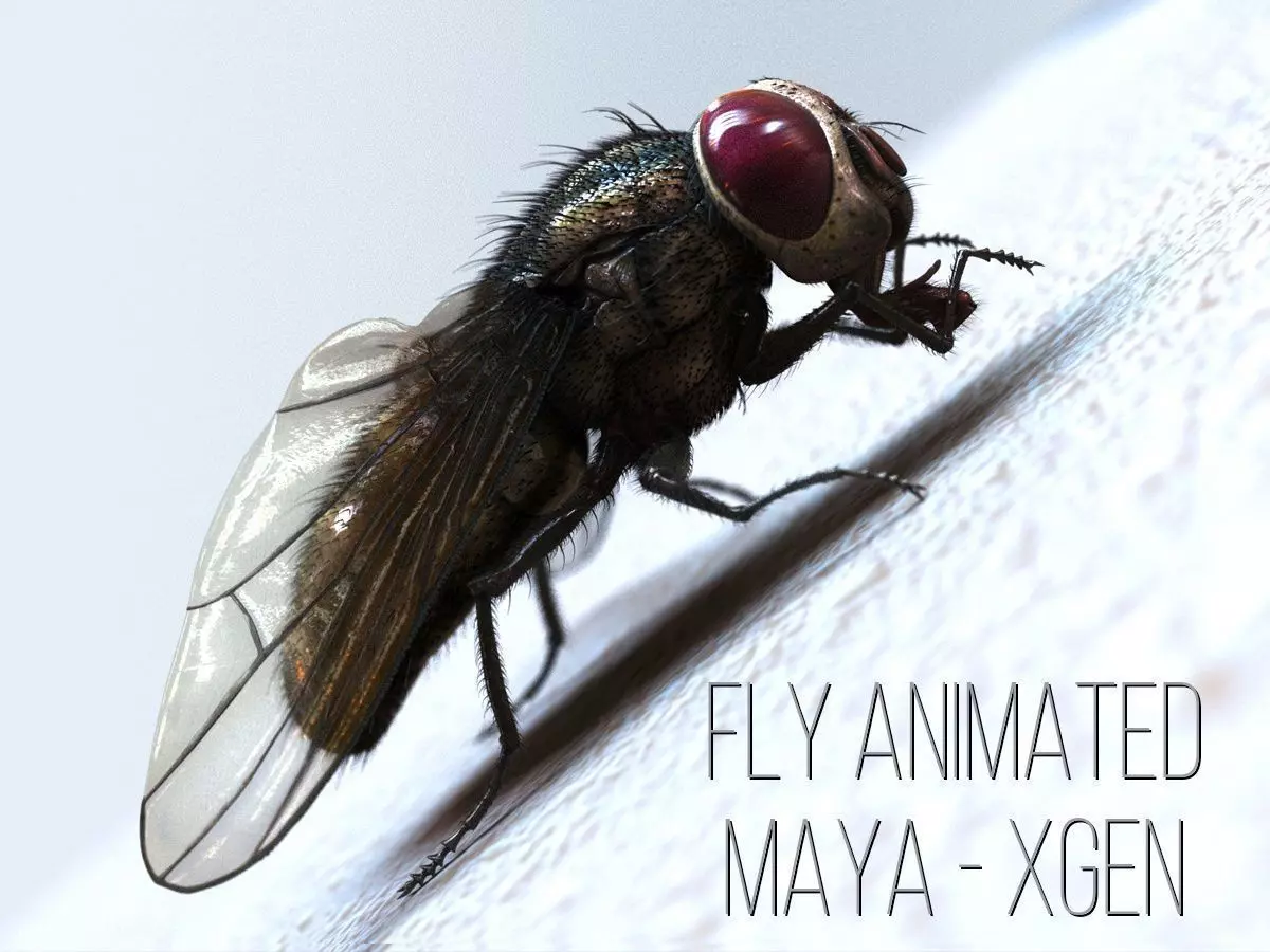 Fly ANIMATED XGEN CORE 3D model_0