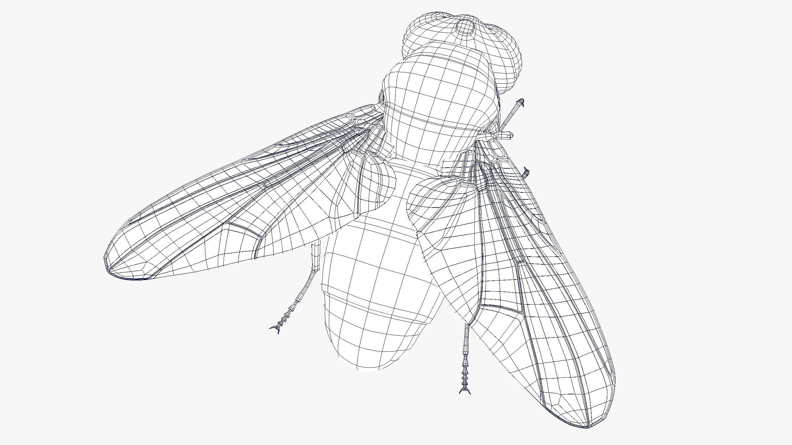 Fly ANIMATED XGEN CORE 3D model_10