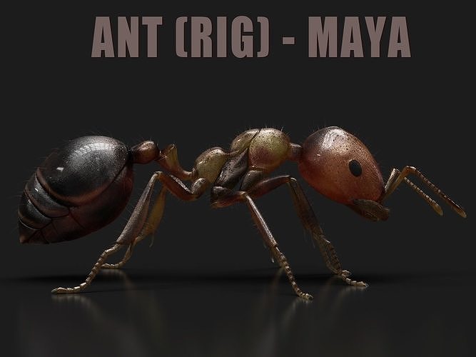 Ant RIG 3D model