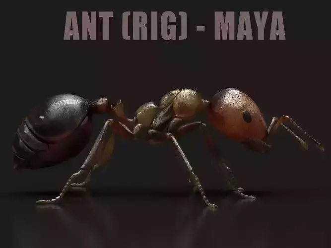 Ant RIG
