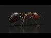 Ant RIG 3D model_1