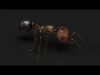 Ant ANIMATED 3D model_1