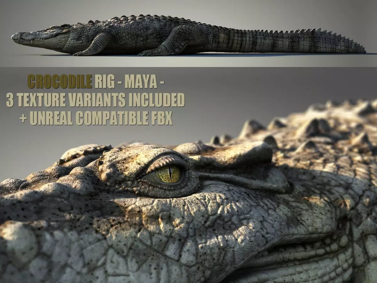 Crocodile RIG 3D model_0