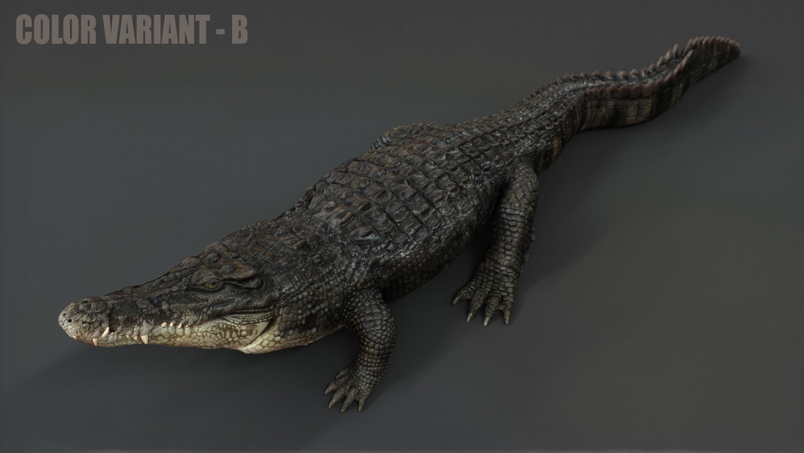 Crocodile RIG 3D model_9