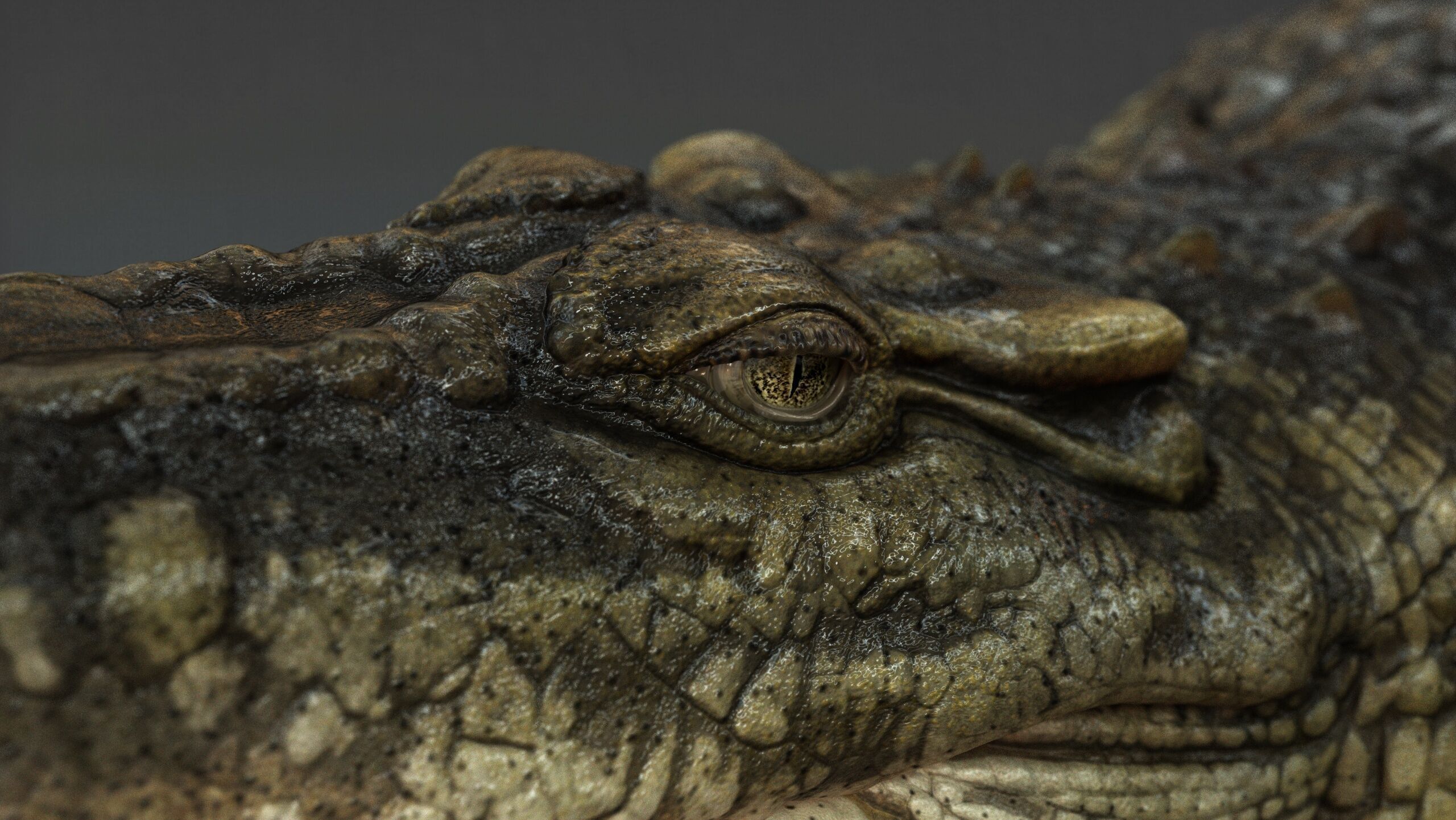 Crocodile RIG 3D model_11
