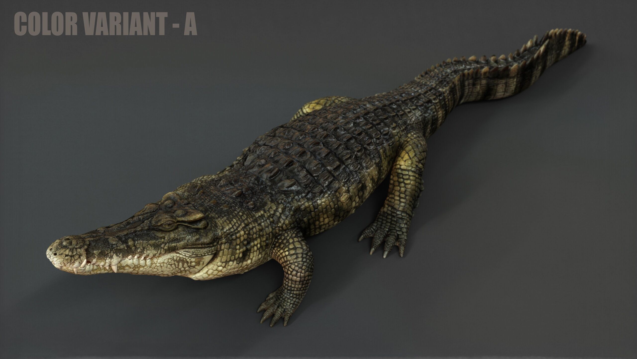 Crocodile RIG 3D model_8