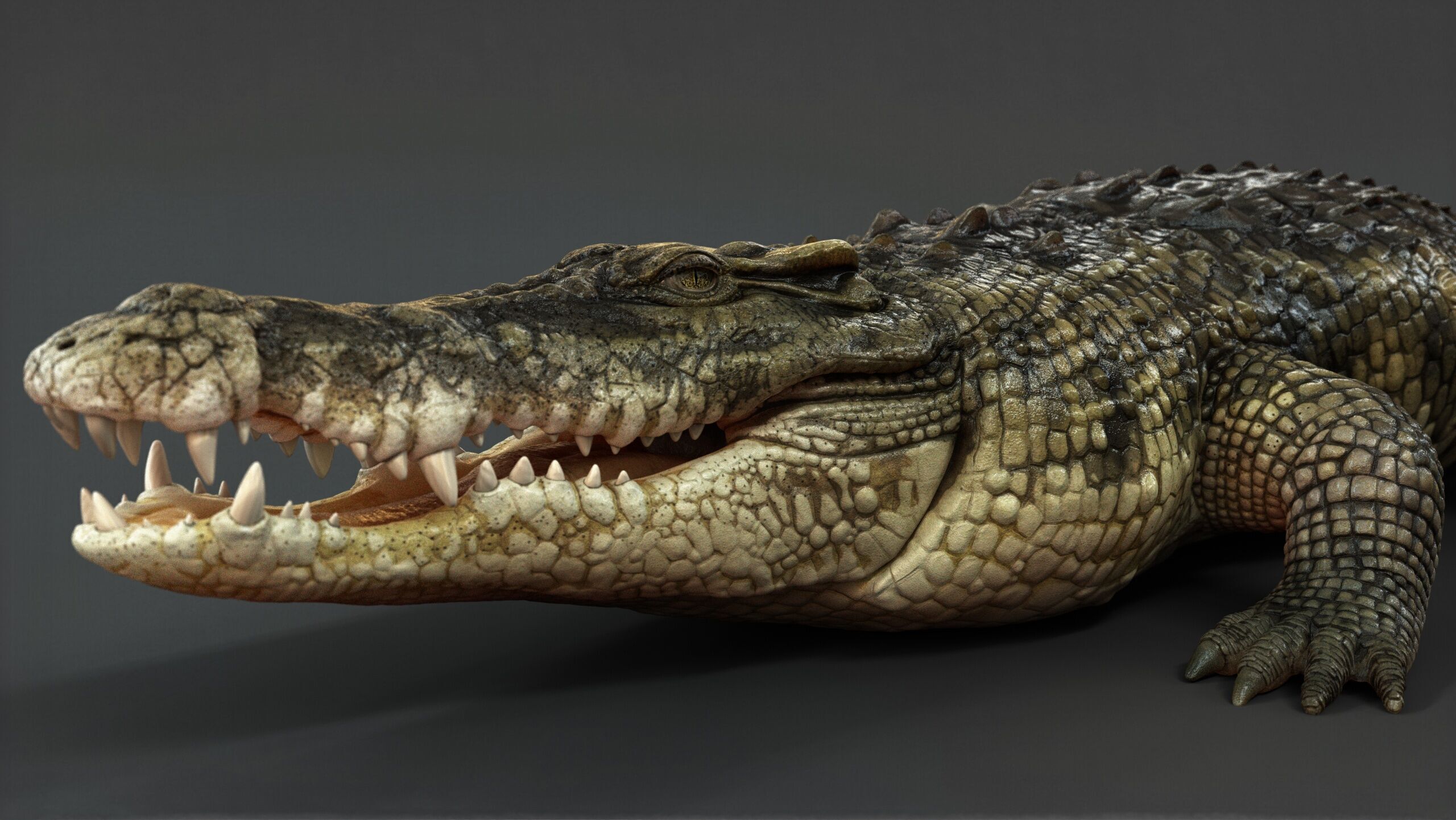 Crocodile RIG 3D model_10