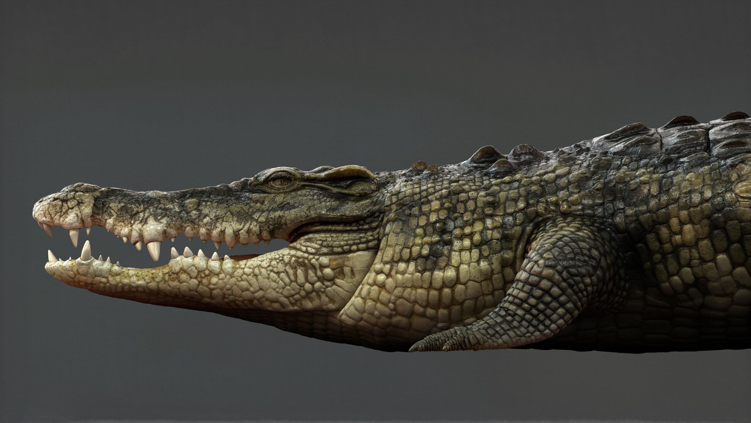 Crocodile RIG 3D model_6