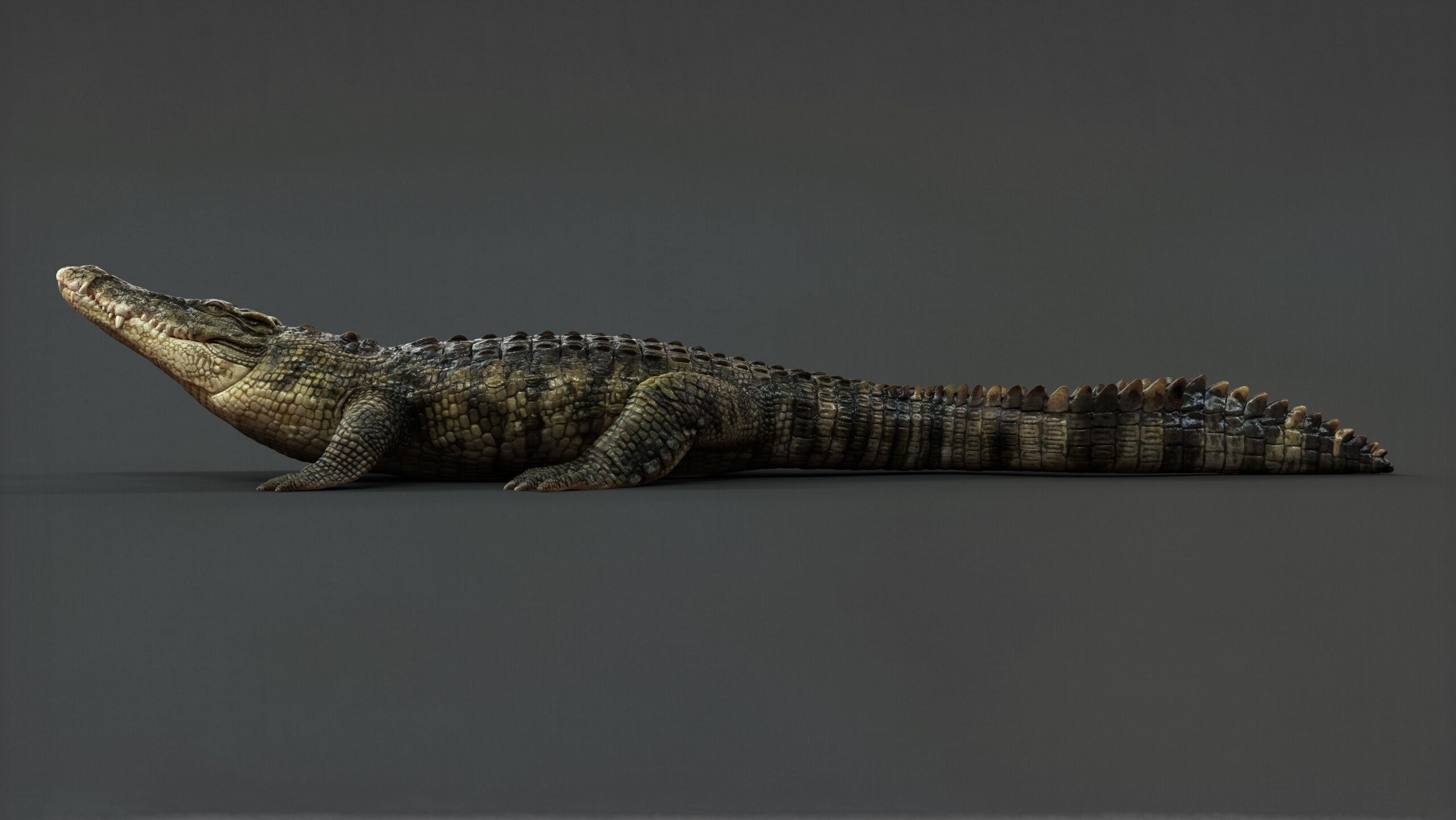 Crocodile RIG 3D model_15