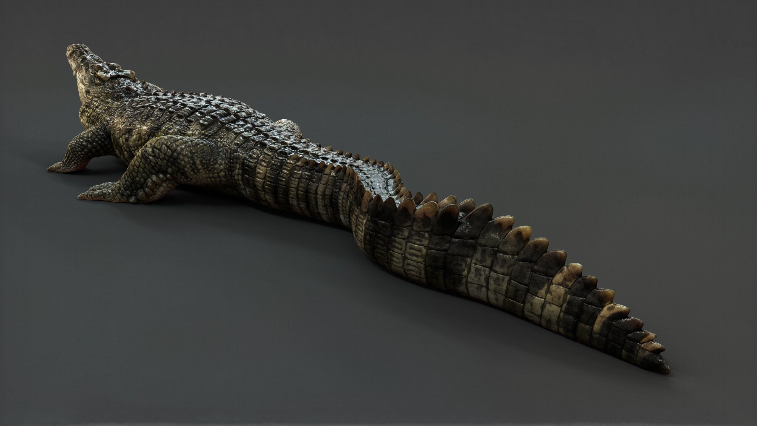 Crocodile RIG 3D model_16