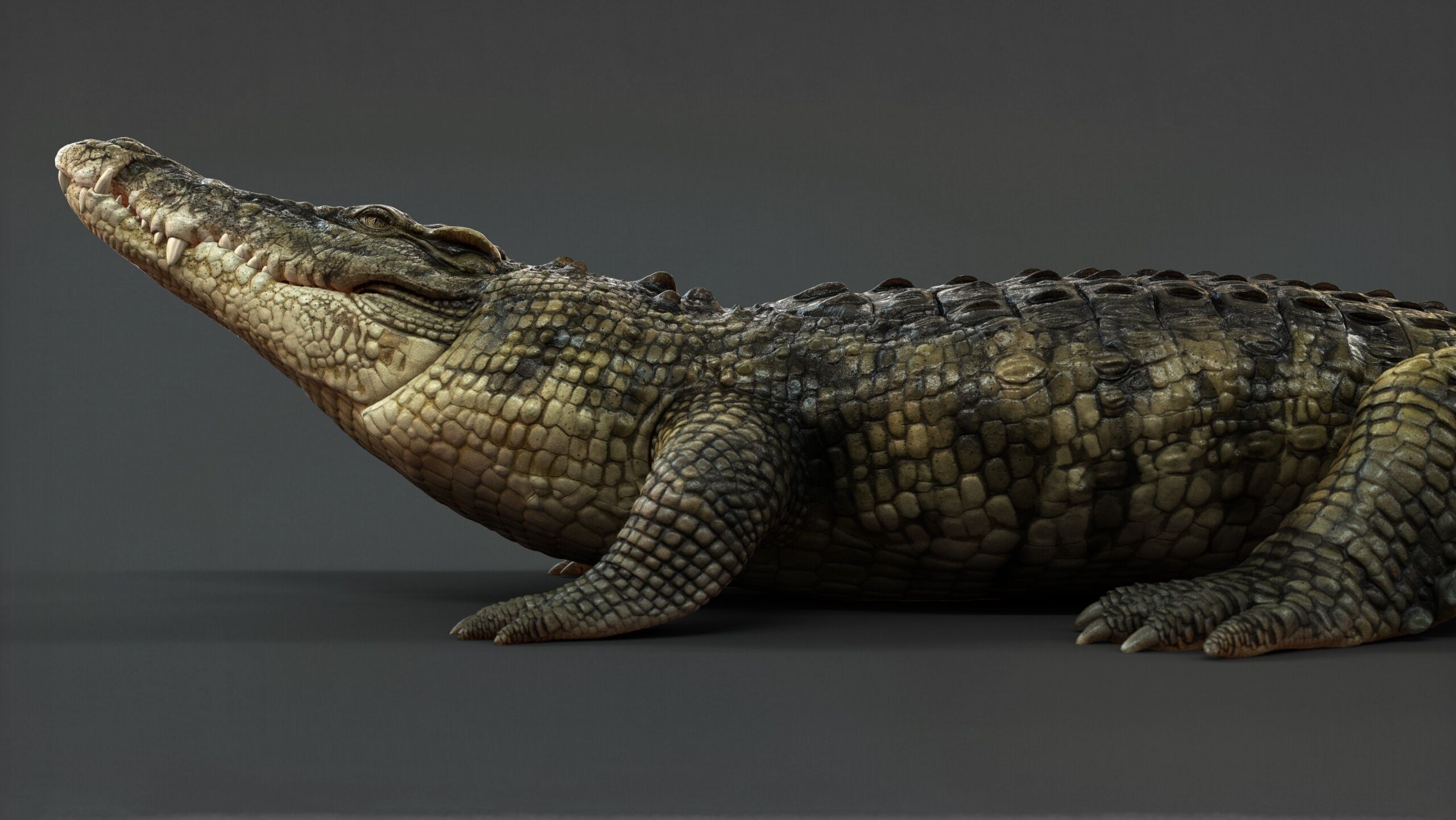 Crocodile RIG 3D model_4
