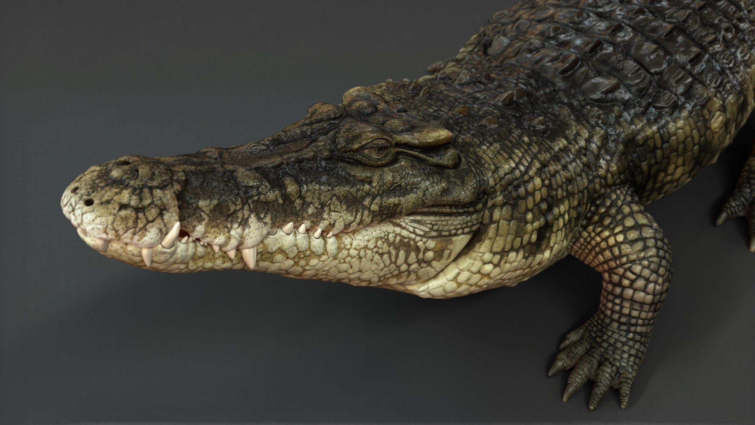 Crocodile RIG 3D model_7