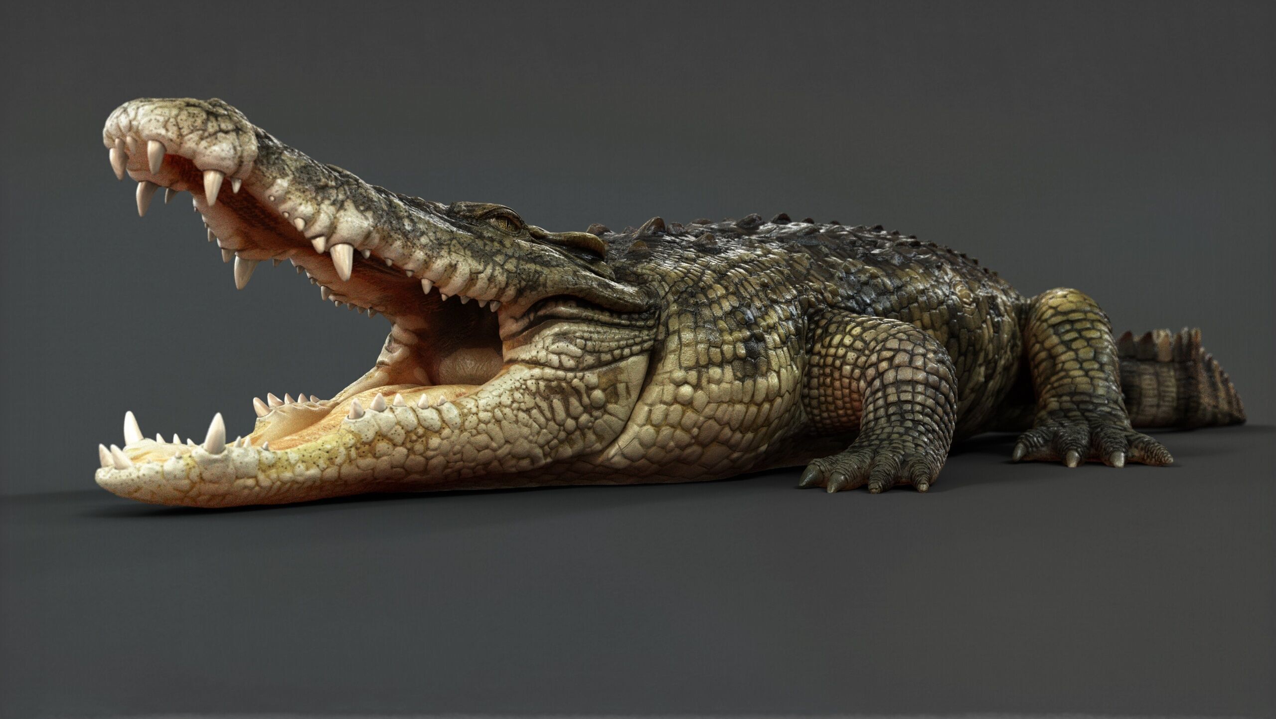Crocodile RIG 3D model_5