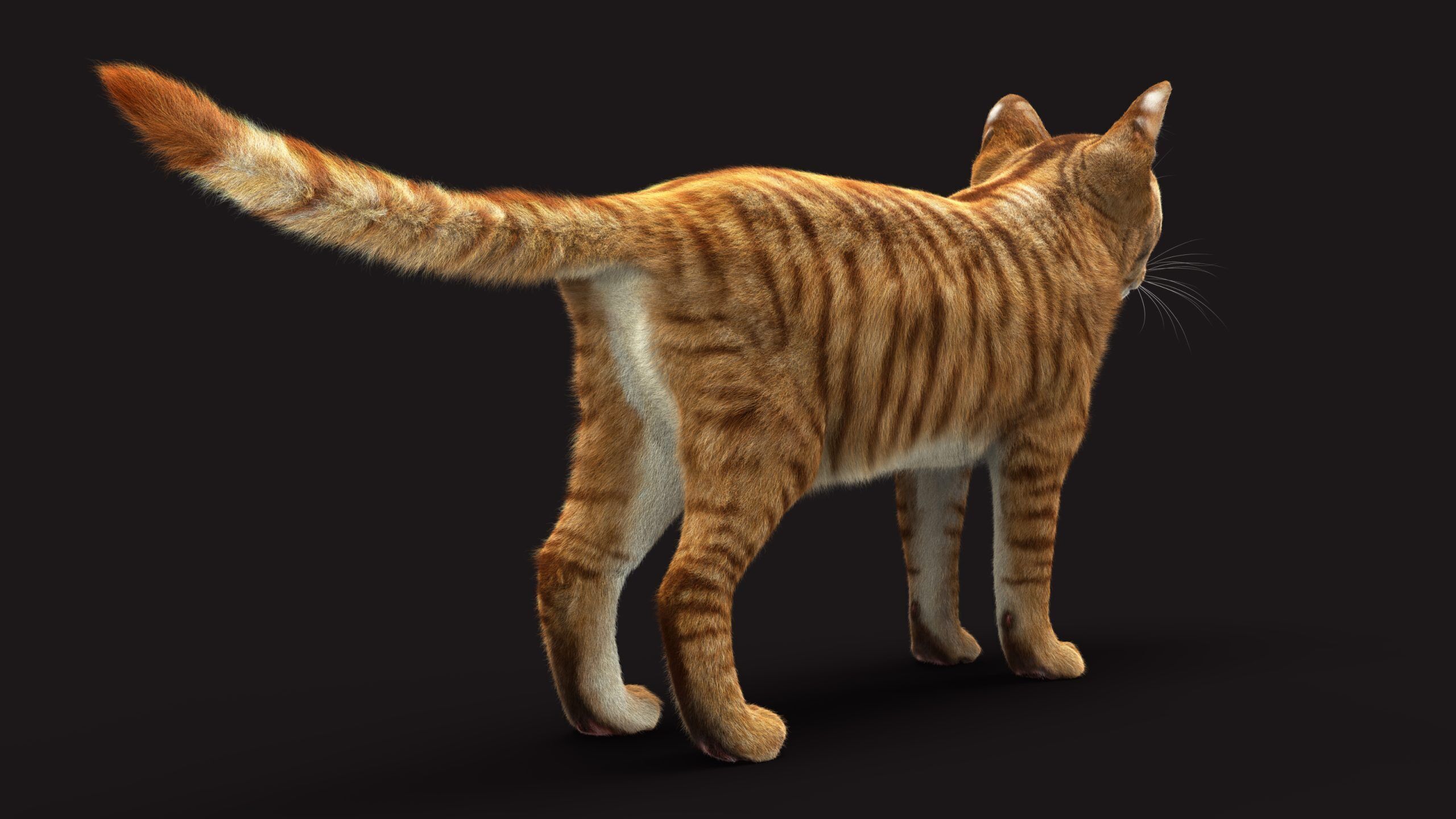 Cat Orange Tabby RIG XGEN version 3D model_8
