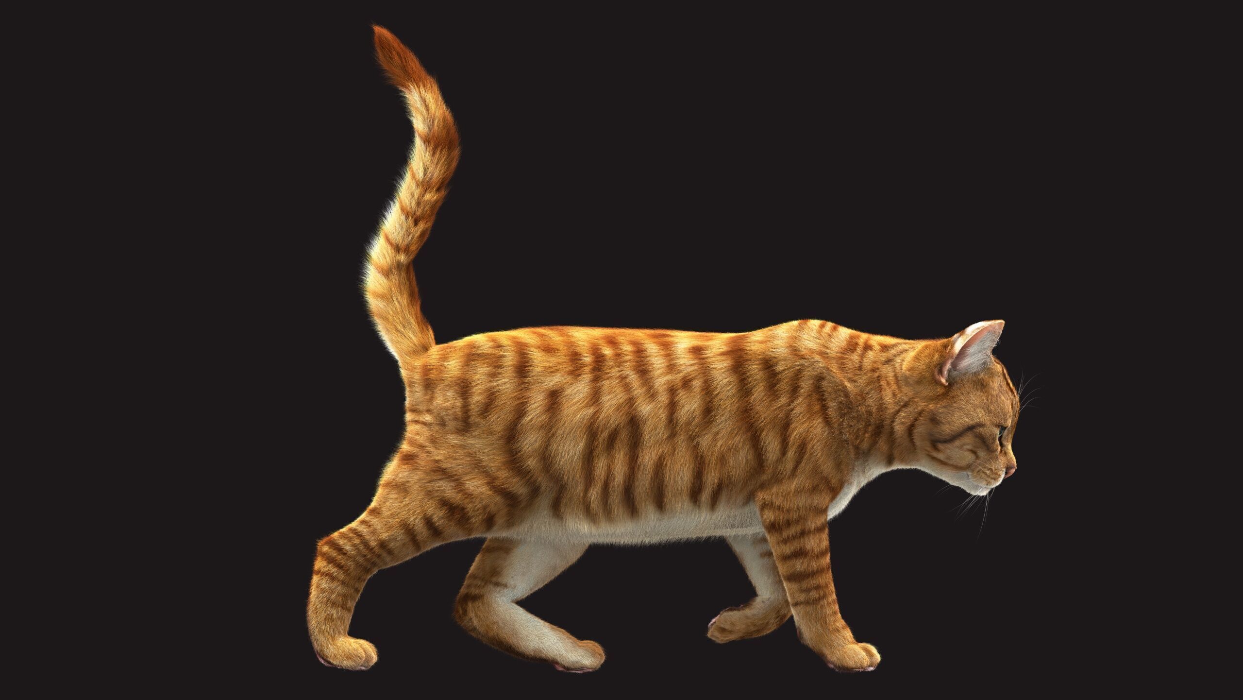 Cat Orange Tabby RIG XGEN version 3D model_9