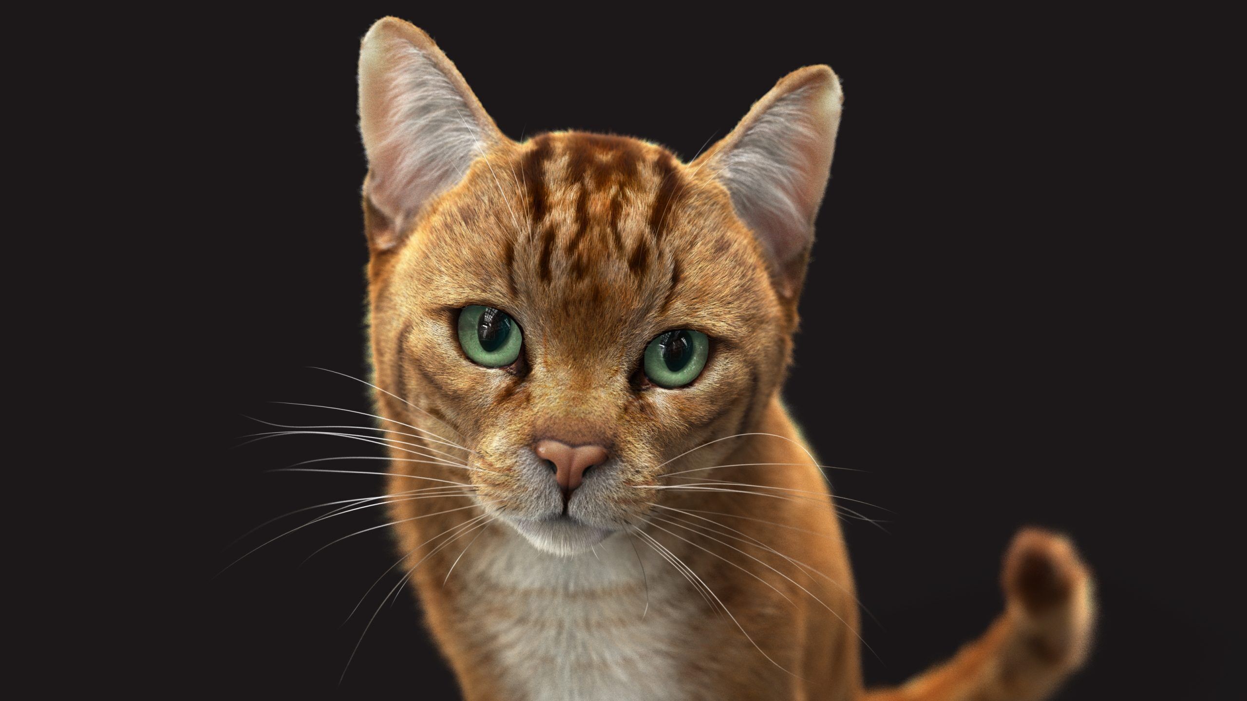 Cat Orange Tabby RIG XGEN version 3D model_4
