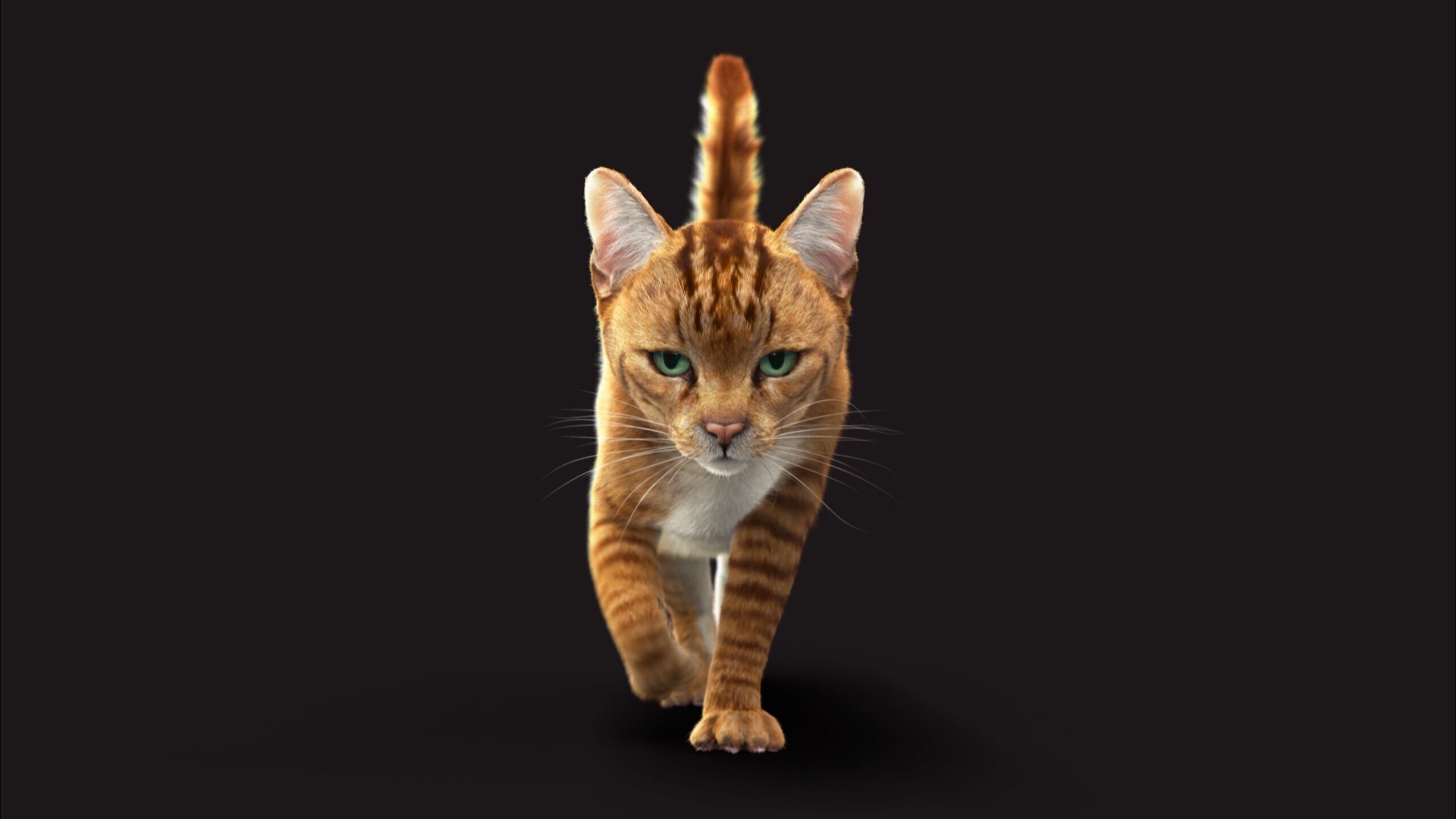 Cat Orange Tabby RIG XGEN version 3D model_11