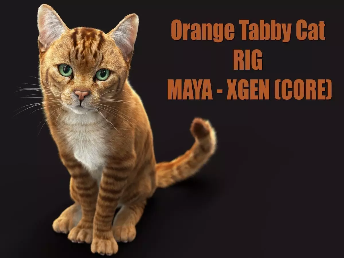 Cat Orange Tabby RIG XGEN version 3D model_0