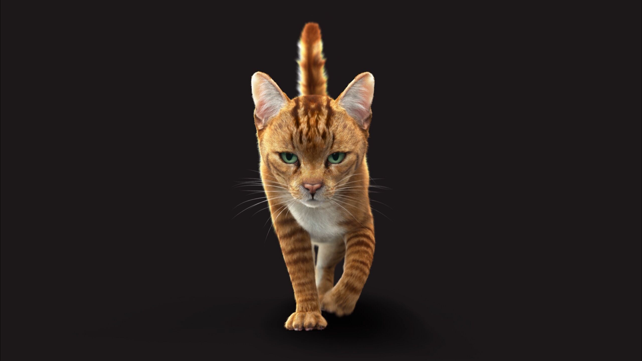 Cat Orange Tabby RIG XGEN version 3D model_12