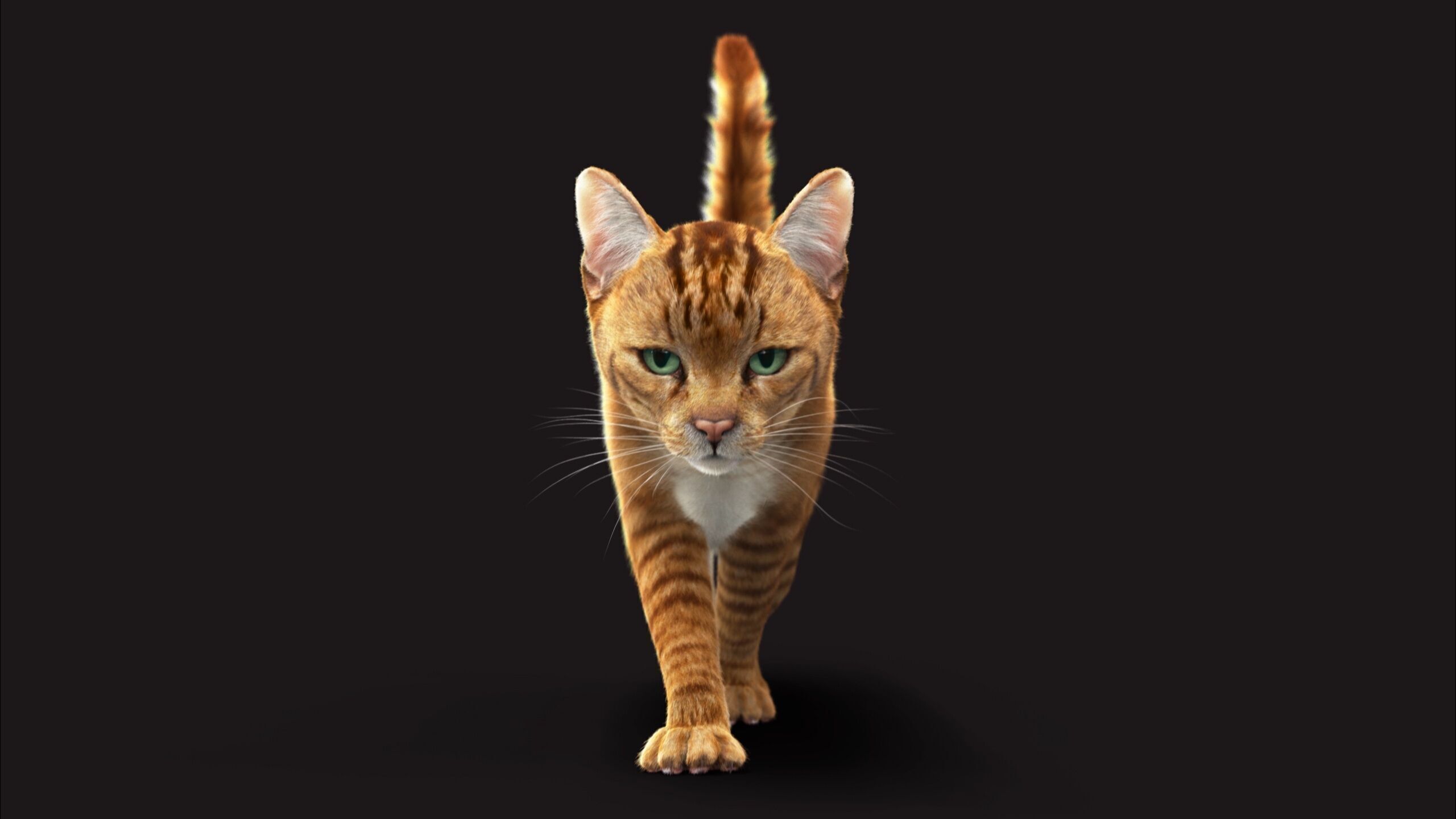 Cat Orange Tabby RIG XGEN version 3D model_13