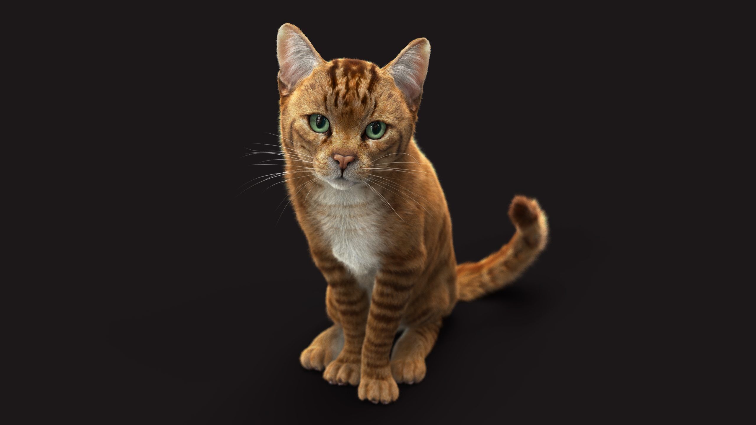 Cat Orange Tabby RIG XGEN version 3D model_1