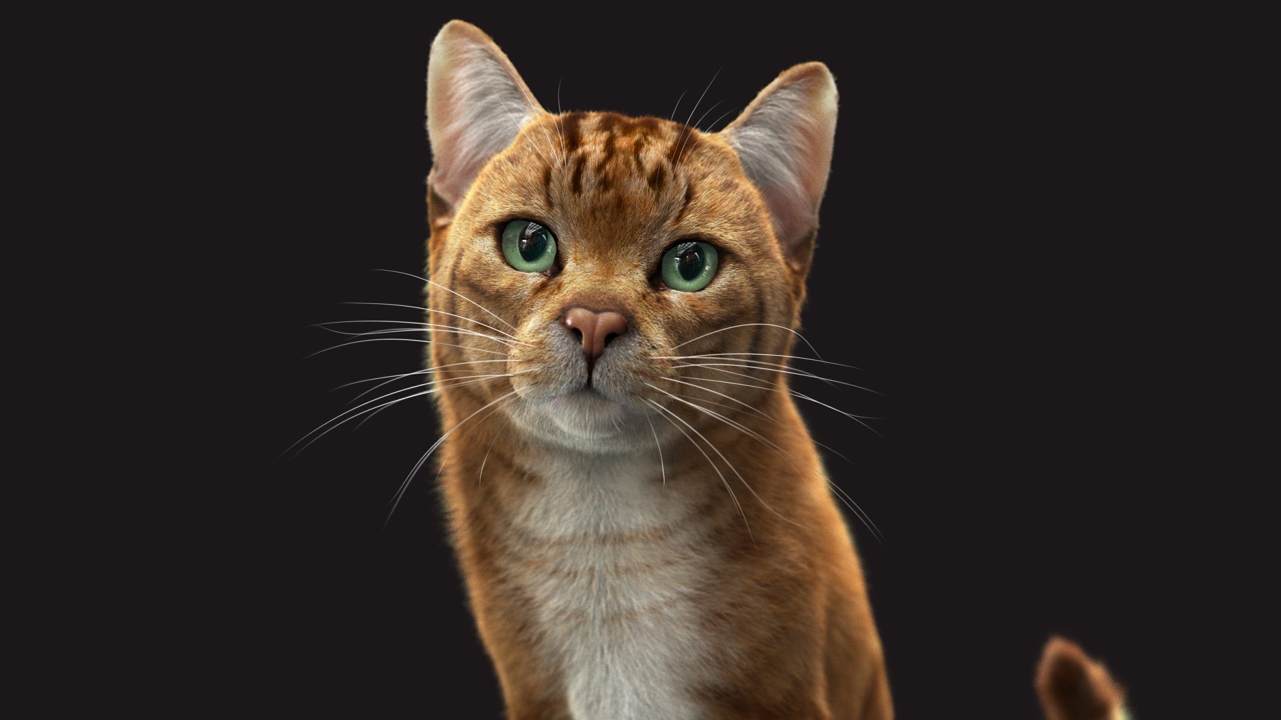Cat Orange Tabby RIG XGEN version 3D model_3