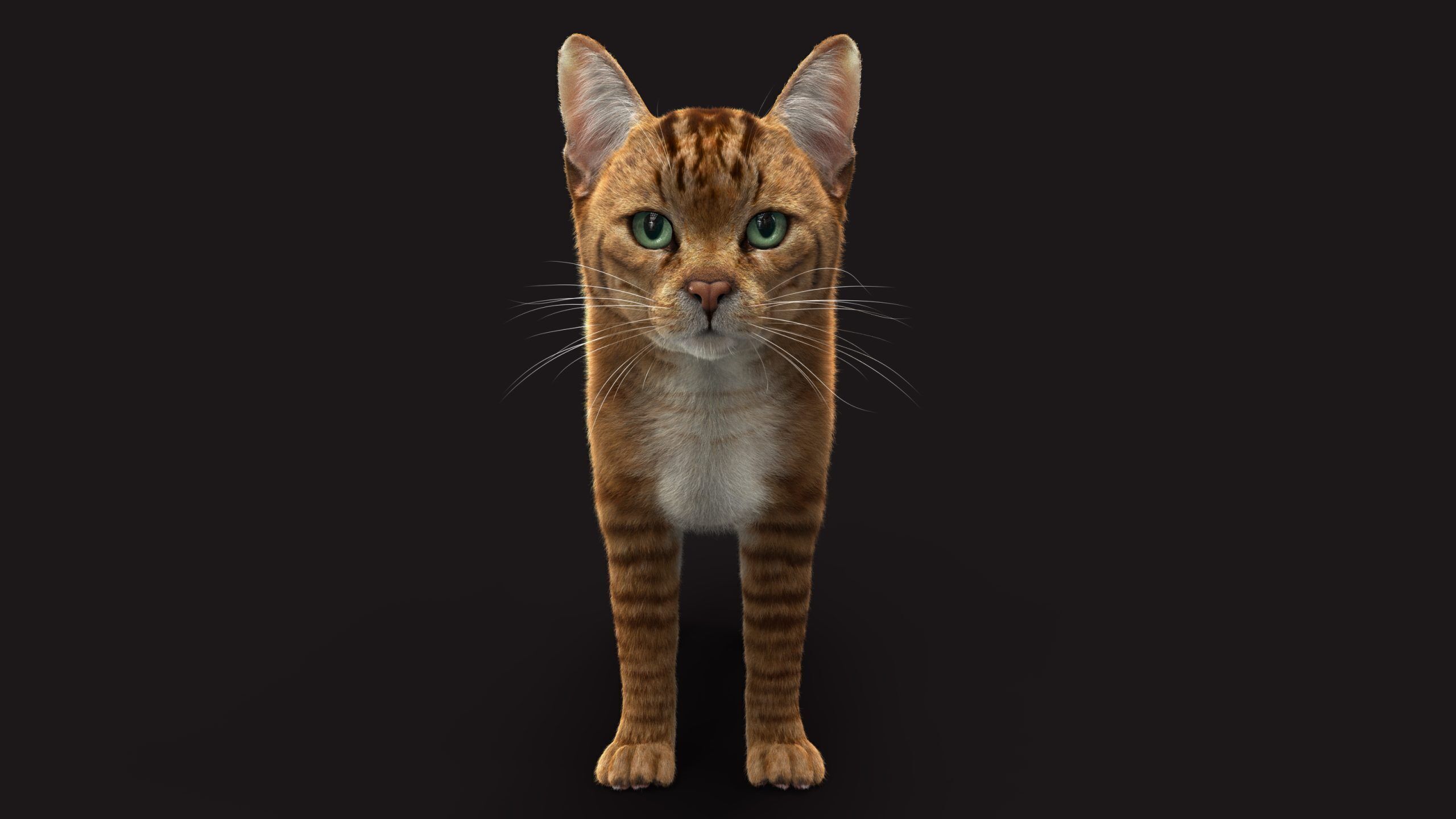 Cat Orange Tabby RIG XGEN version 3D model_6