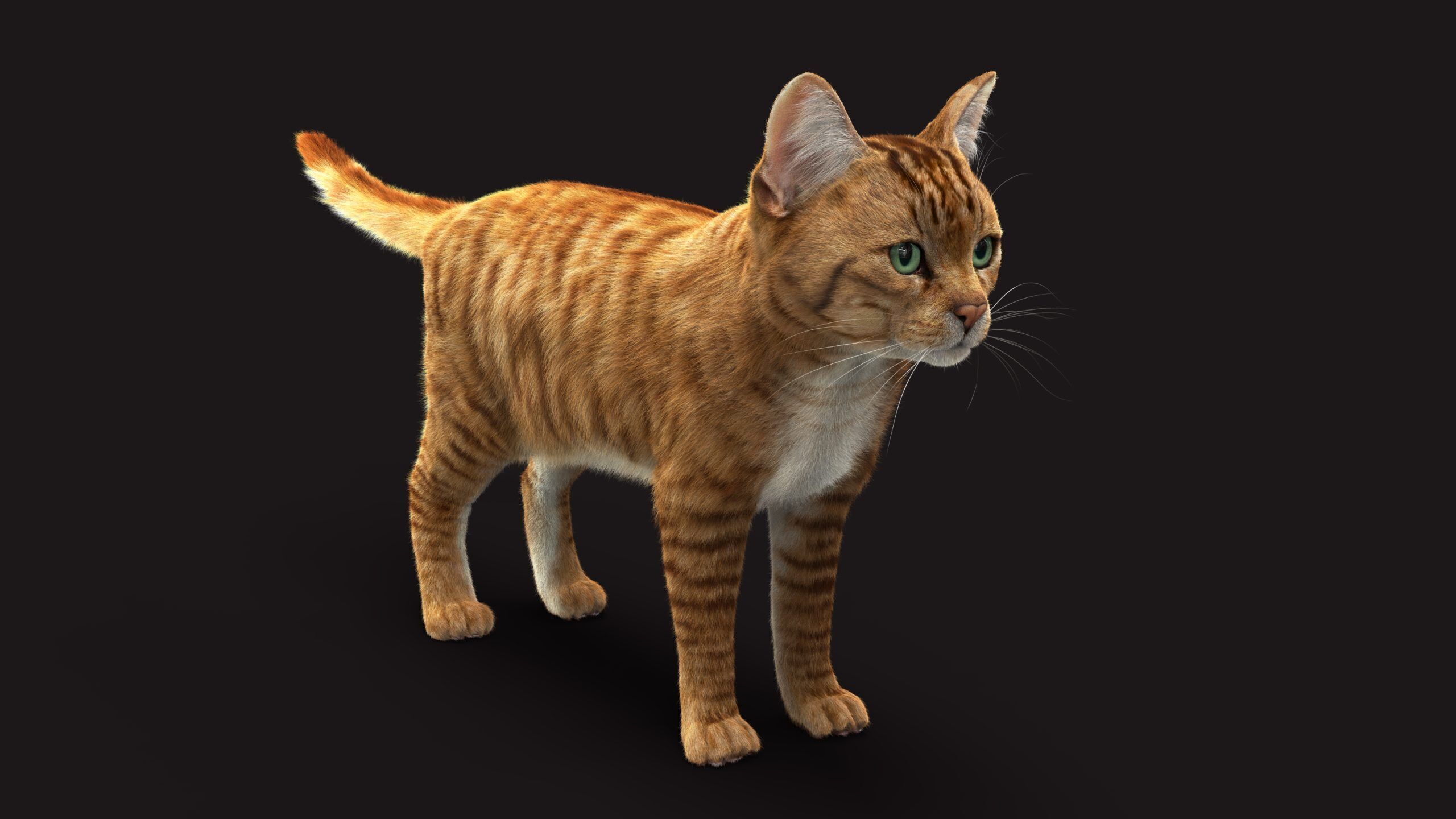 Cat Orange Tabby RIG XGEN version 3D model_5