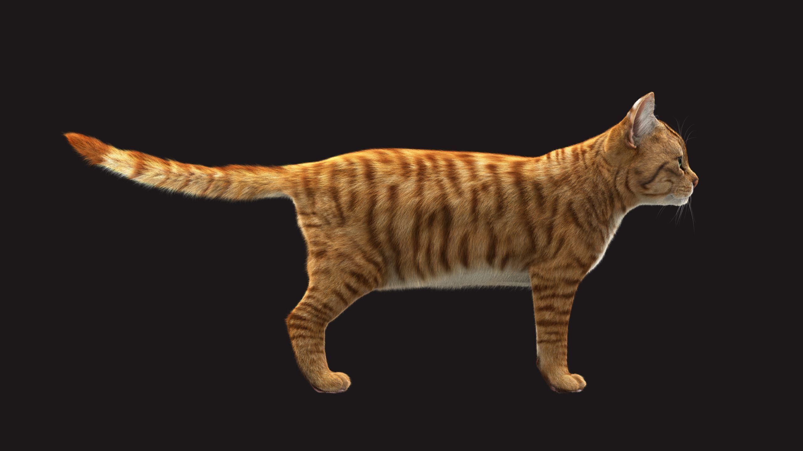 Cat Orange Tabby RIG XGEN version 3D model_7