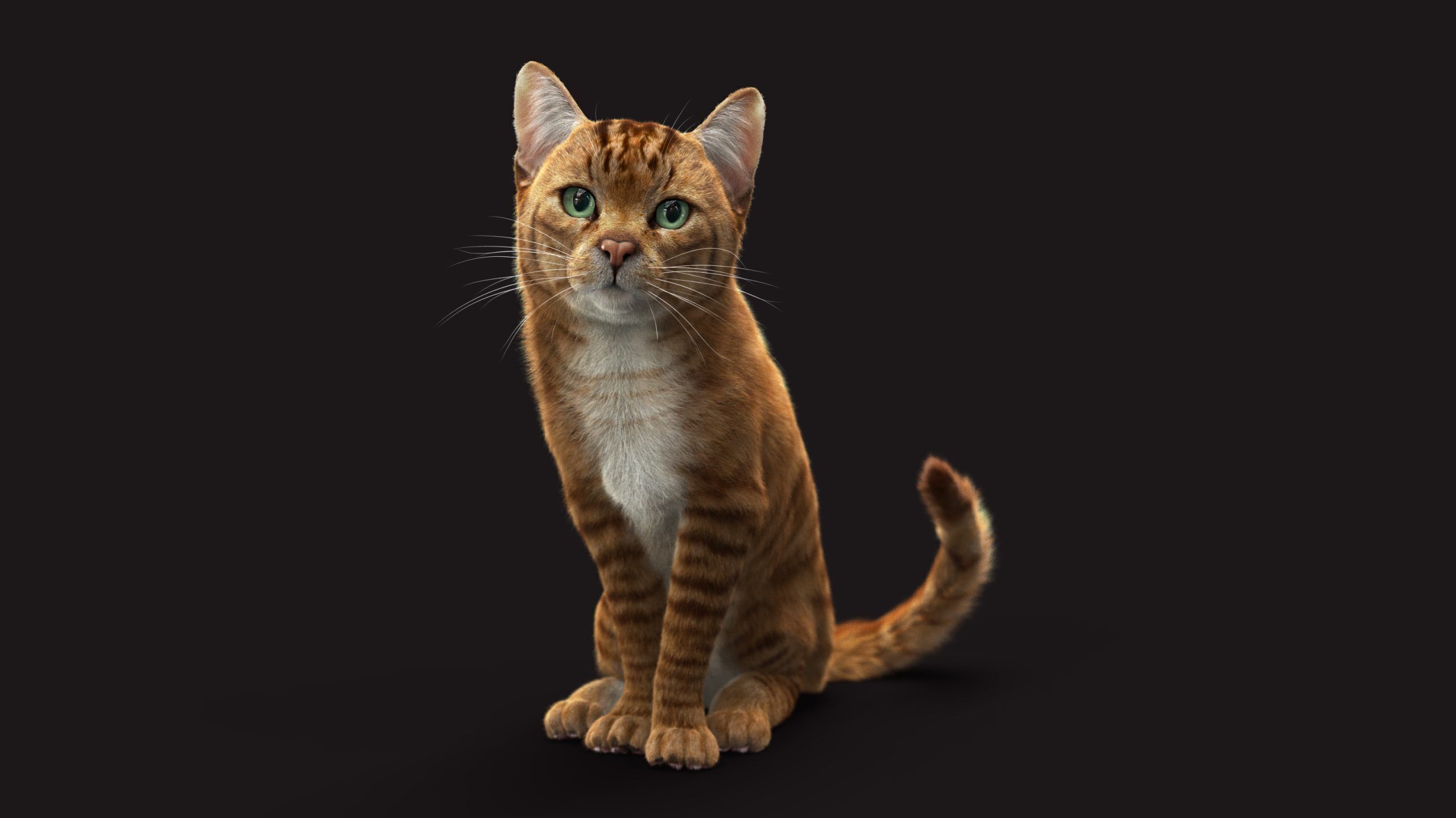 Cat Orange Tabby RIG XGEN version 3D model_2