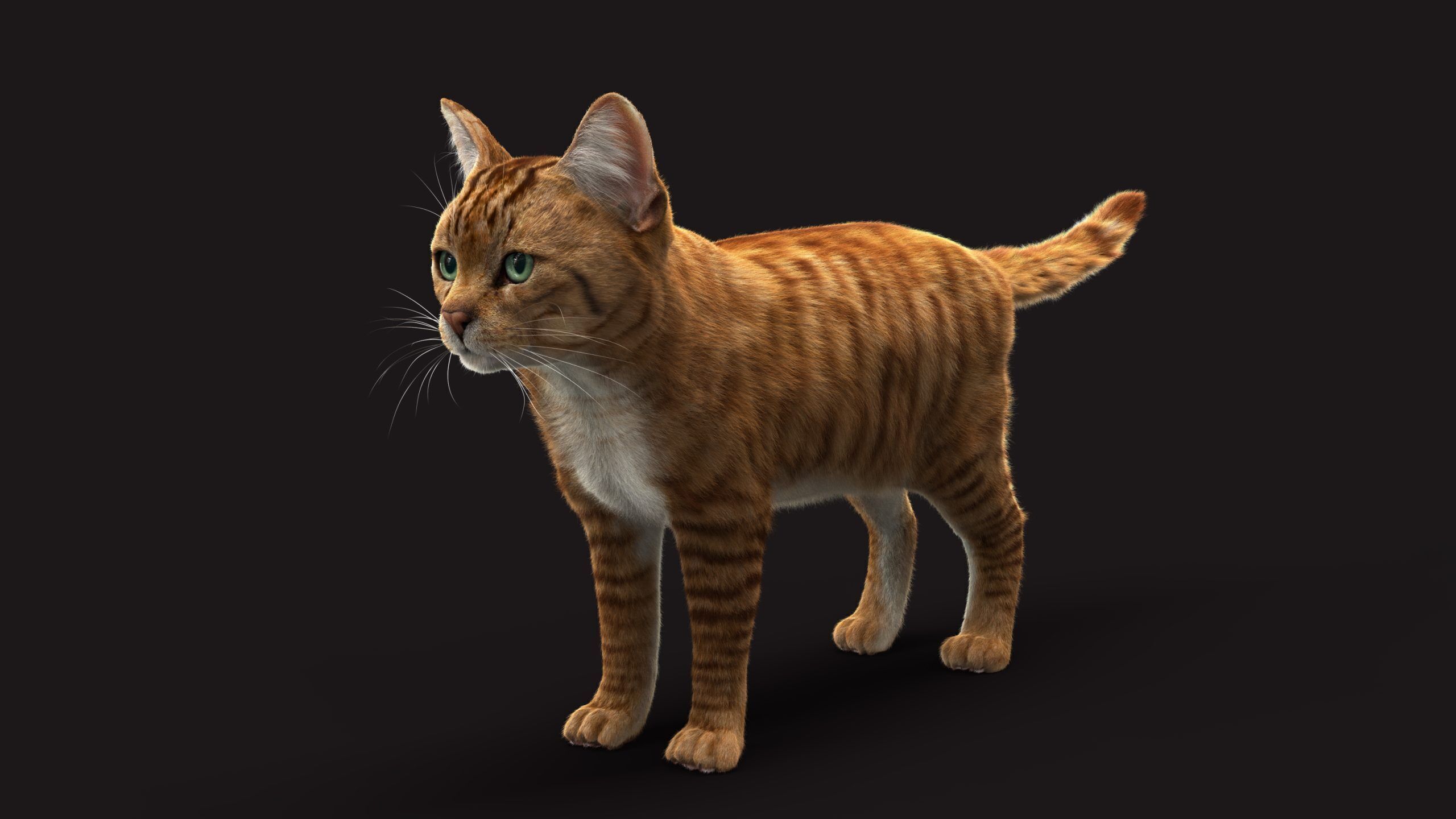 Cat Orange Tabby RIG XGEN version 3D model_10