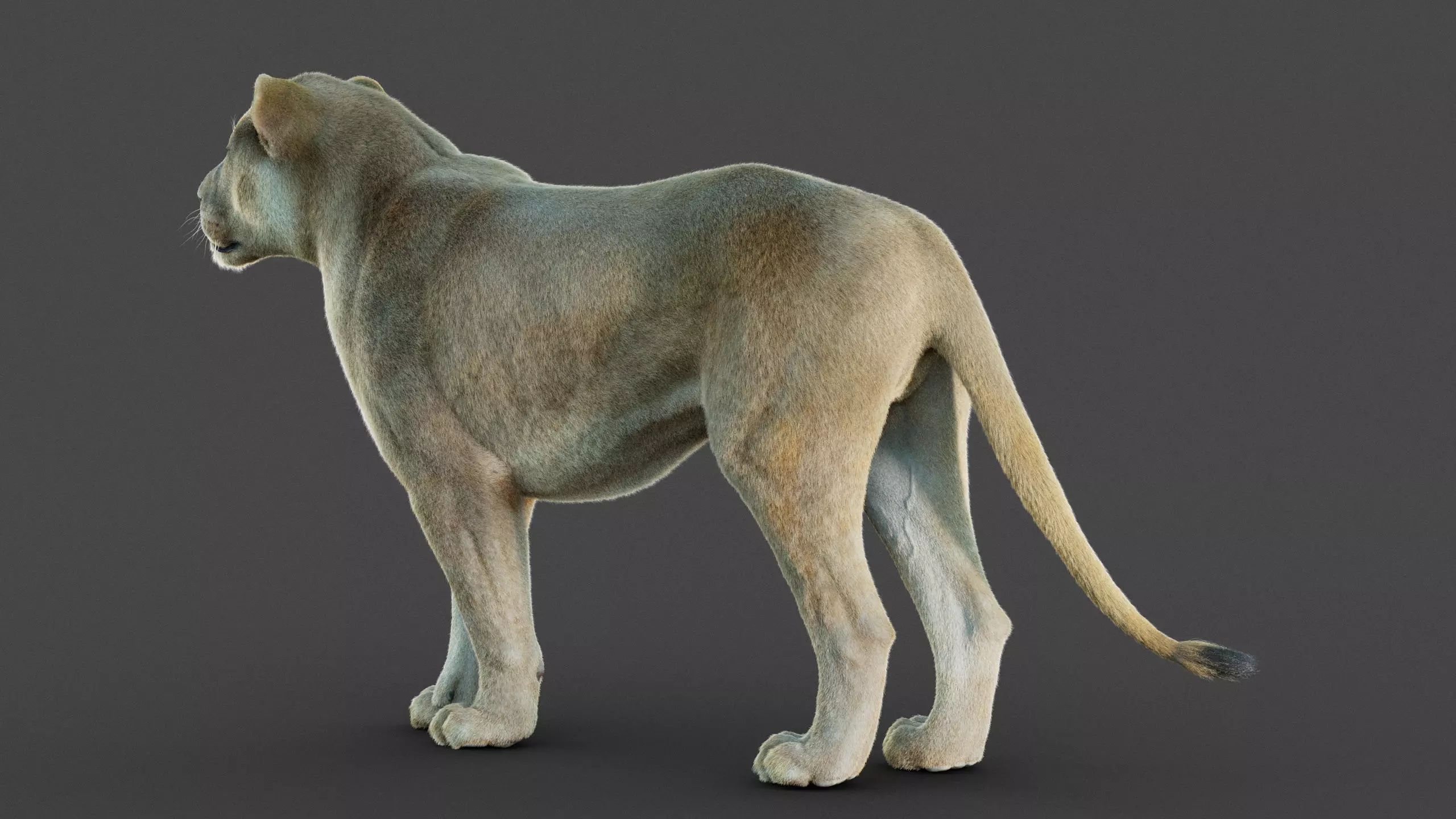 Lioness 2025 RIG Maya - Xgen-Core 3D model_4