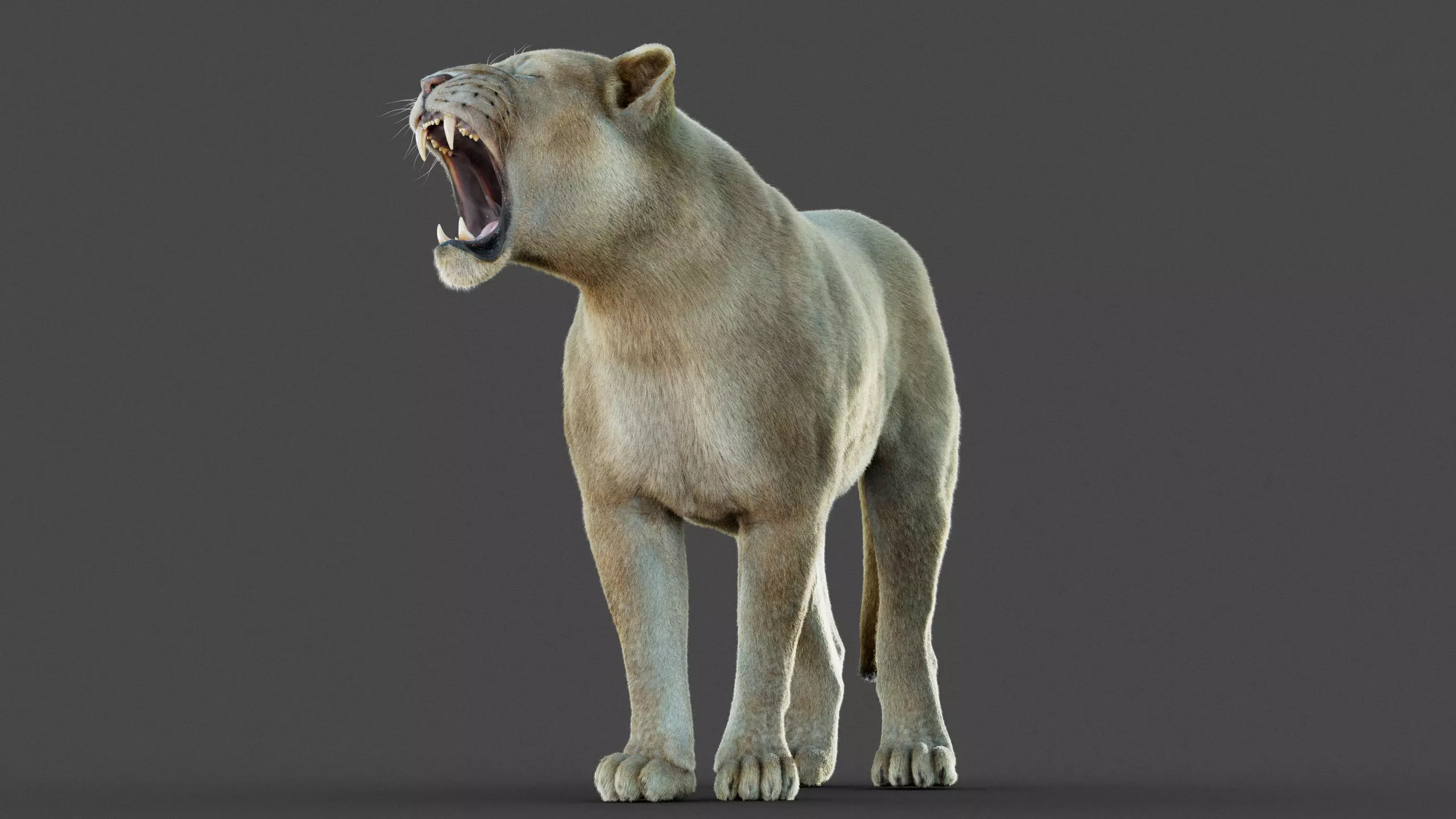 Lioness 2025 RIG Maya - Xgen-Core 3D model_5