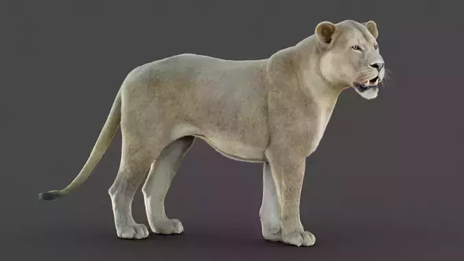 Lioness 2025 RIG Maya - Xgen-Core