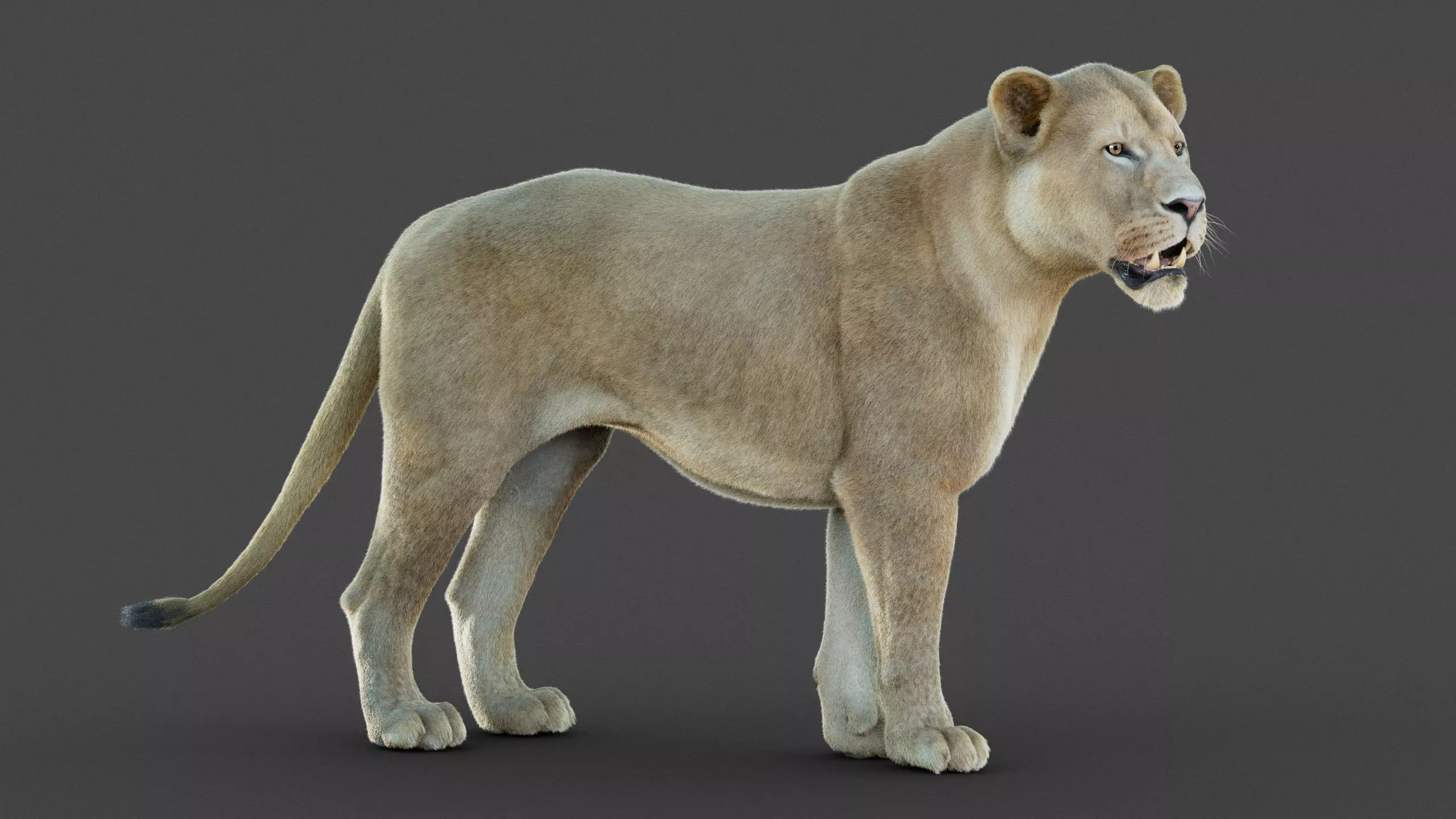 Lioness 2025 RIG Maya - Xgen-Core 3D model_0