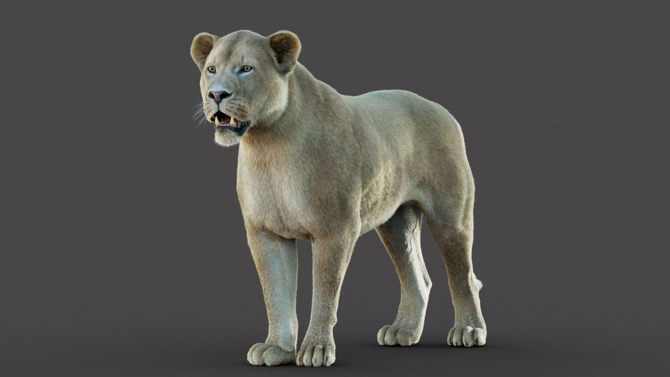 Lioness 2025 RIG Maya - Xgen-Core 3D model_15
