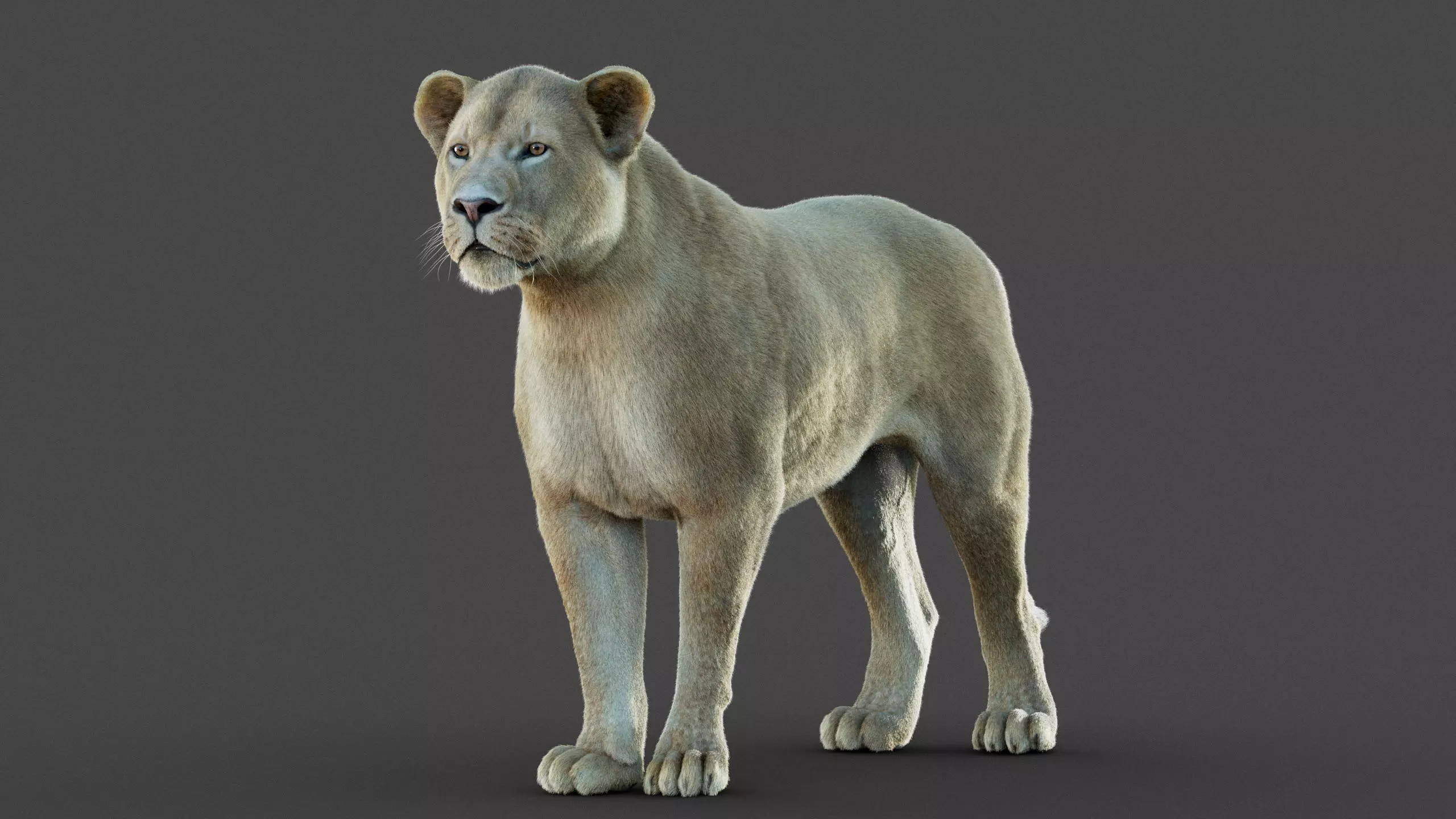 Lioness 2025 RIG Maya - Xgen-Core 3D model_14