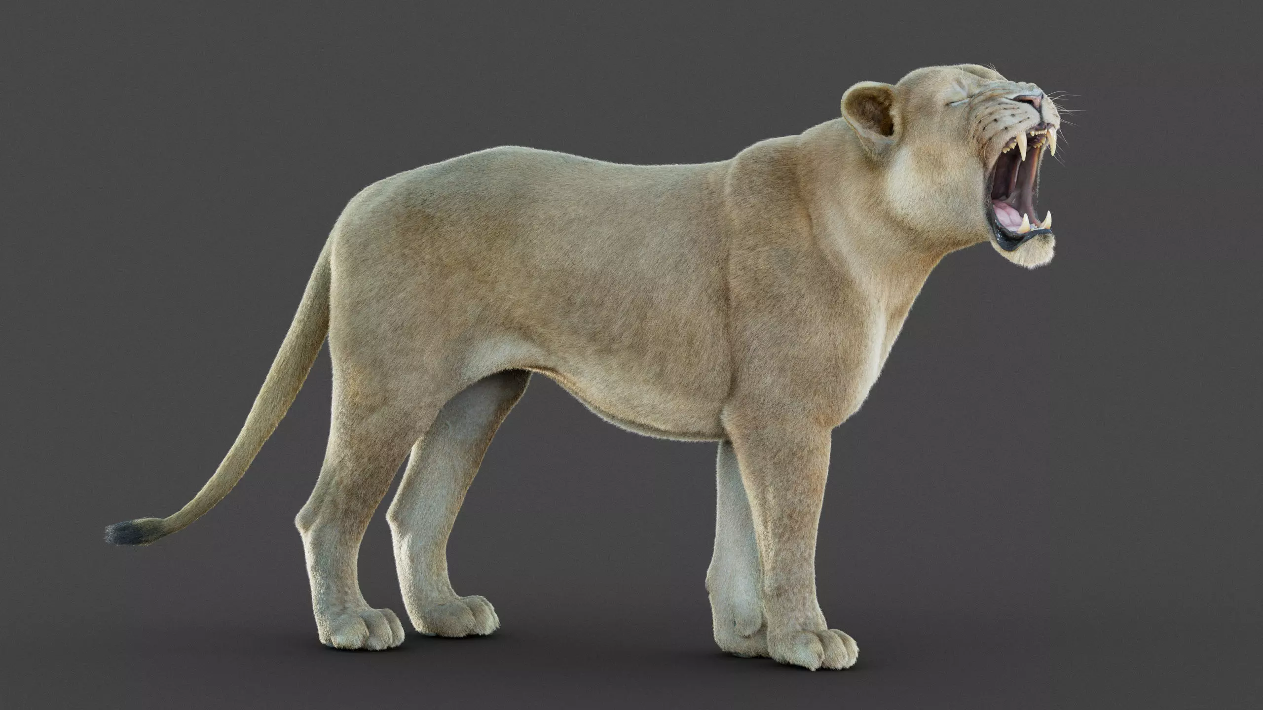 Lioness 2025 RIG Maya - Xgen-Core 3D model_3