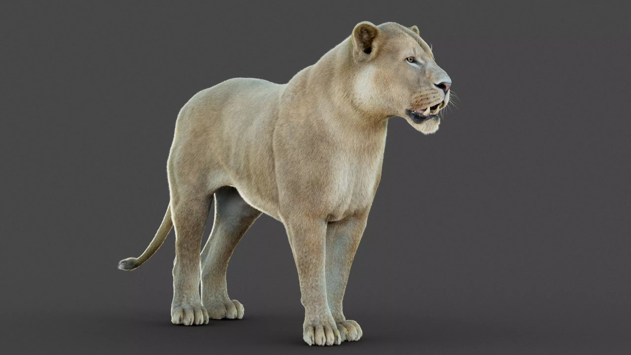 Lioness 2025 RIG Maya - Xgen-Core 3D model_6