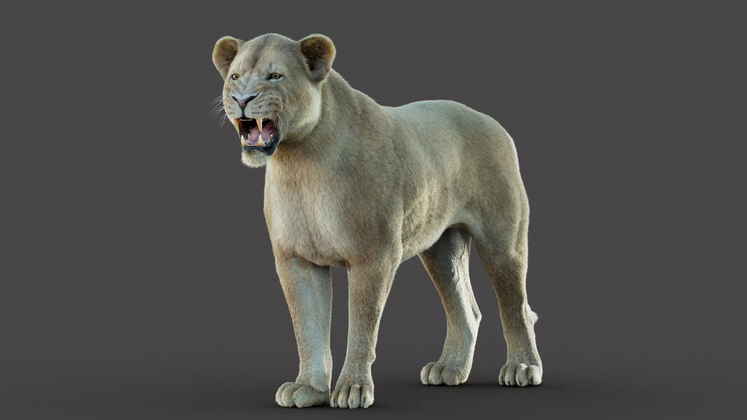 Lioness 2025 RIG Maya - Xgen-Core 3D model_13