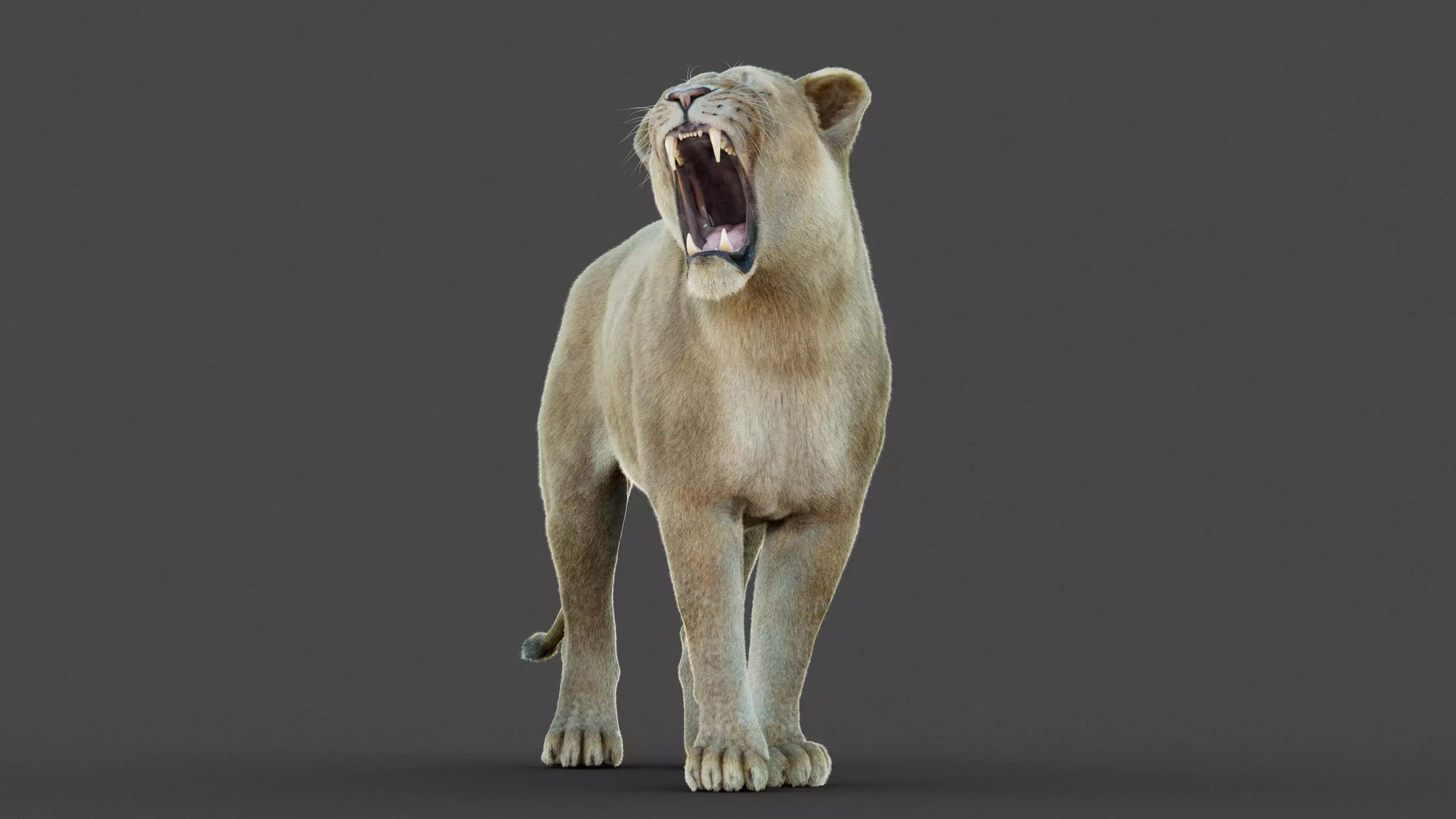 Lioness 2025 RIG Maya - Xgen-Core 3D model_17