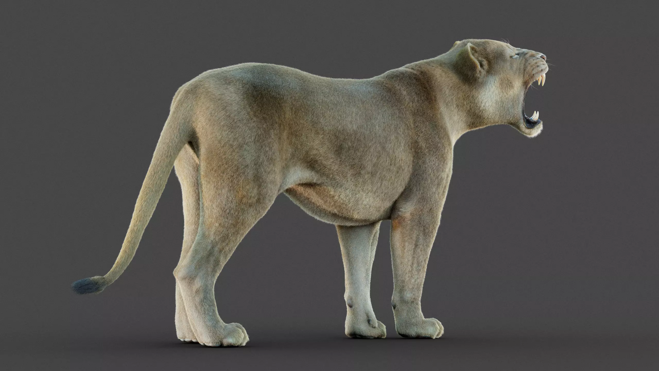 Lioness 2025 RIG Maya - Xgen-Core 3D model_10