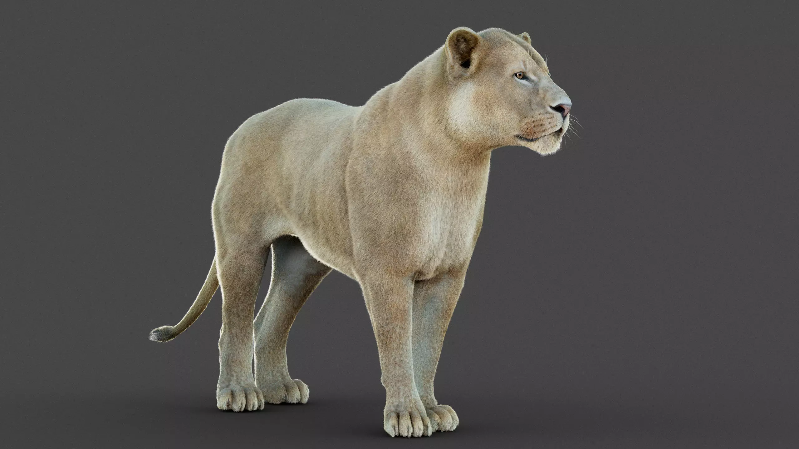 Lioness 2025 RIG Maya - Xgen-Core 3D model_7